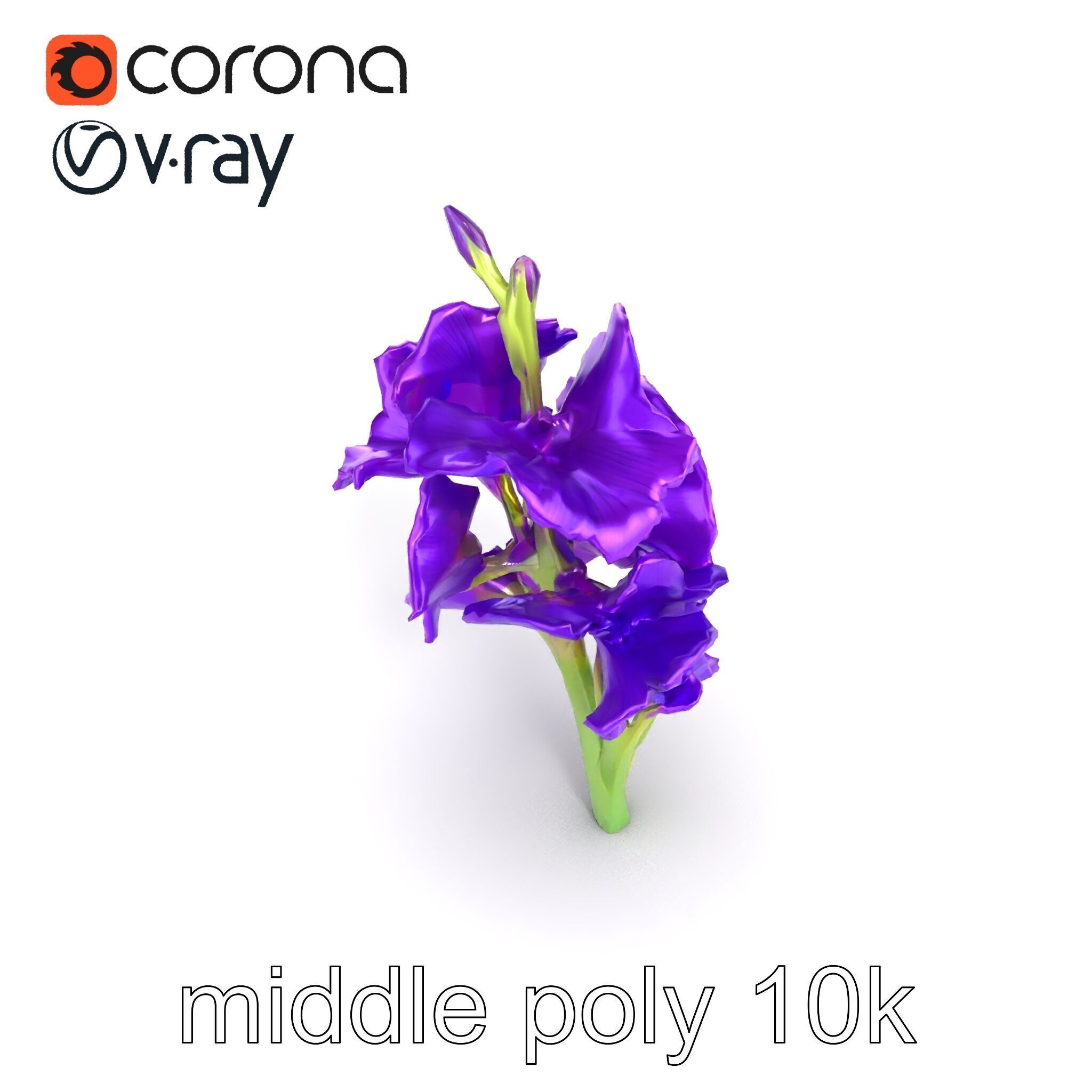 Gladiolus Purple Petals Bloom Sculpture model pack Low-poly 3D model_18