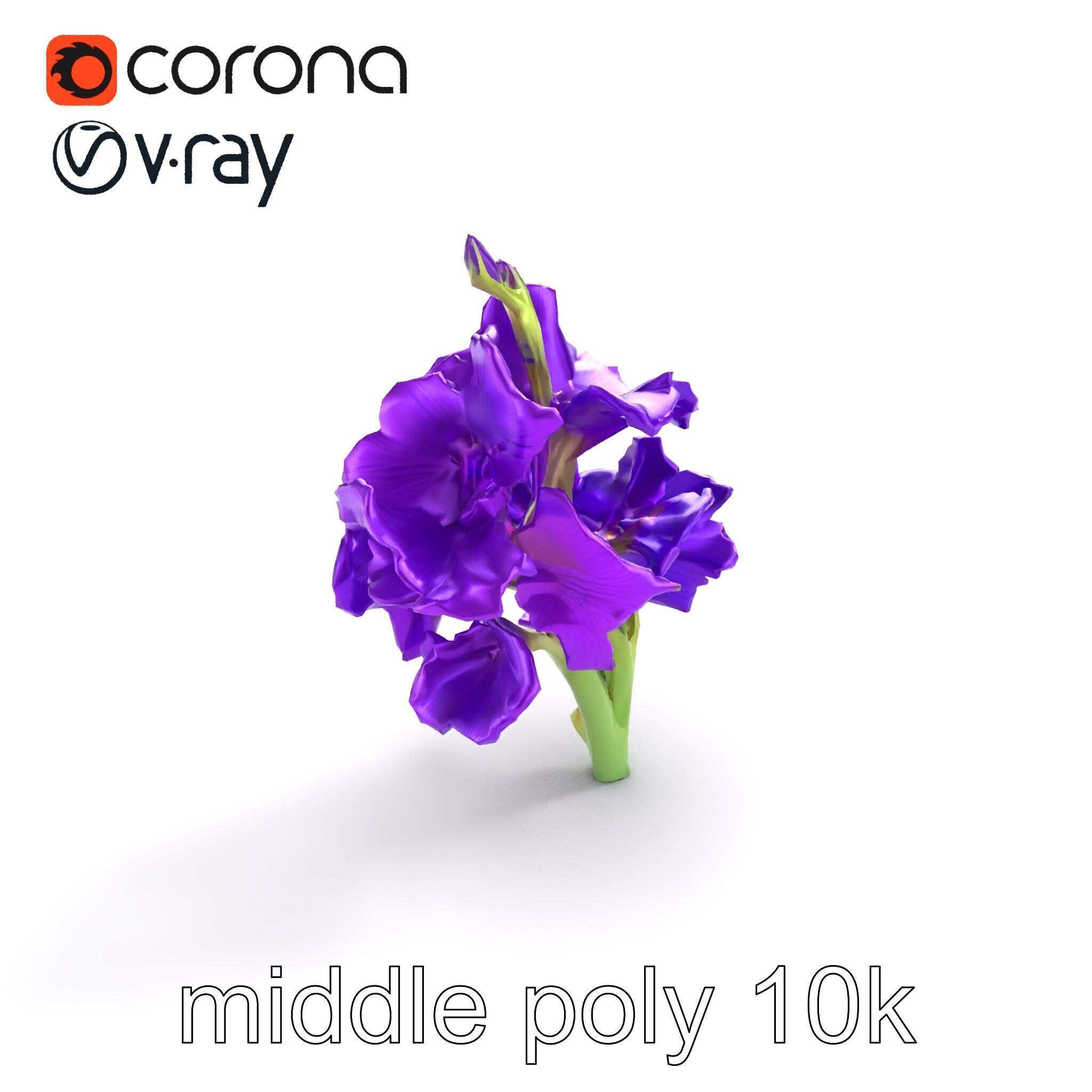 Gladiolus Purple Petals Bloom Sculpture model pack Low-poly 3D model_7