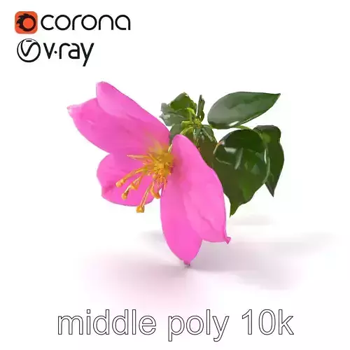 Delicate Pink Clematis Flower model pack