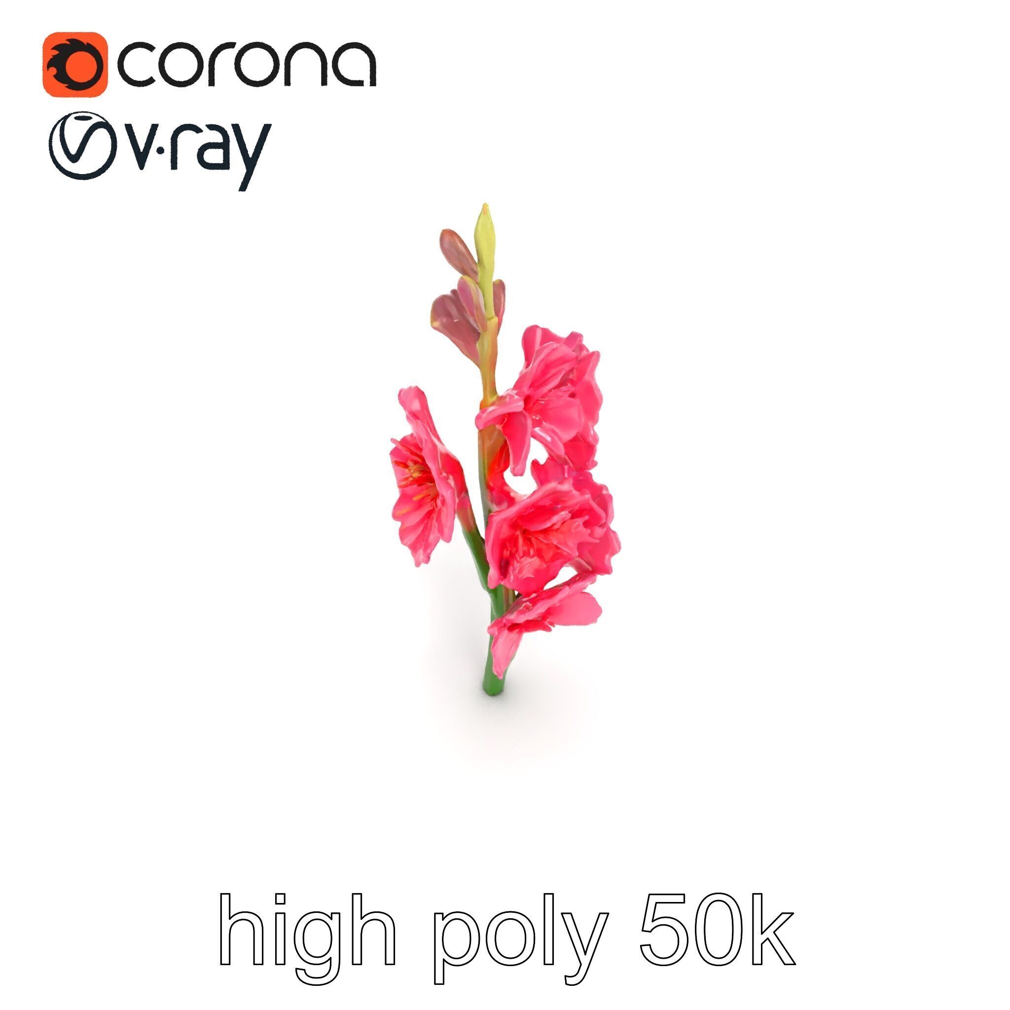 Gladiolus Pink Flower Botanical model pack Low-poly 3D model_25