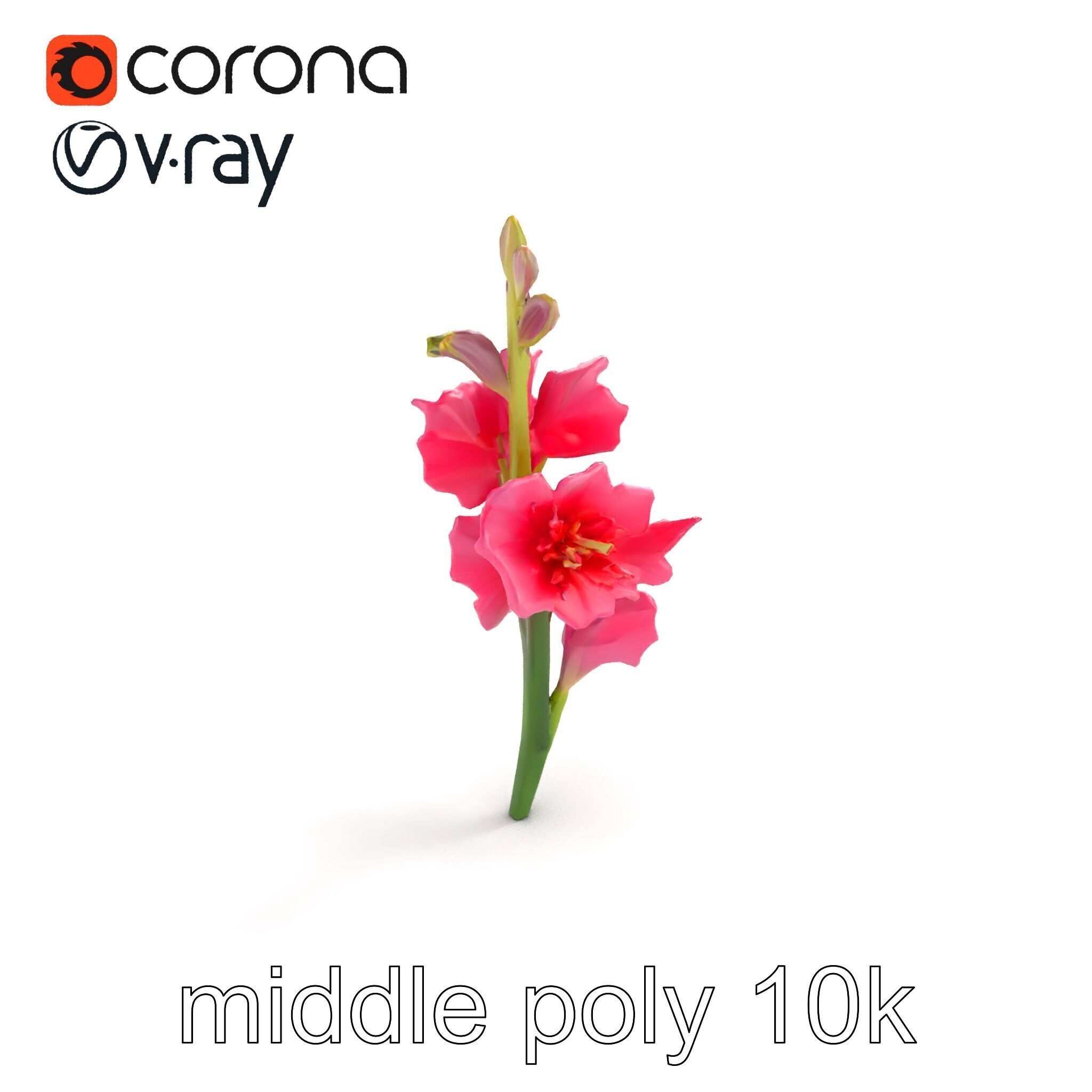 Gladiolus Pink Flower Botanical model pack Low-poly 3D model_8