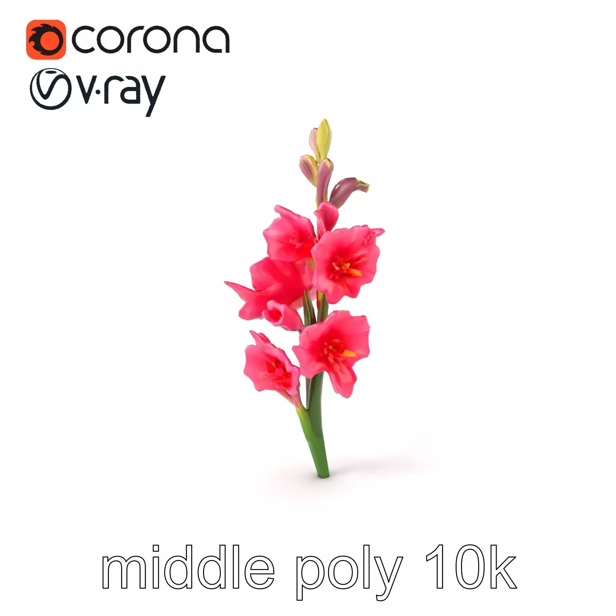 Gladiolus Pink Flower Botanical model pack Low-poly 3D model_0