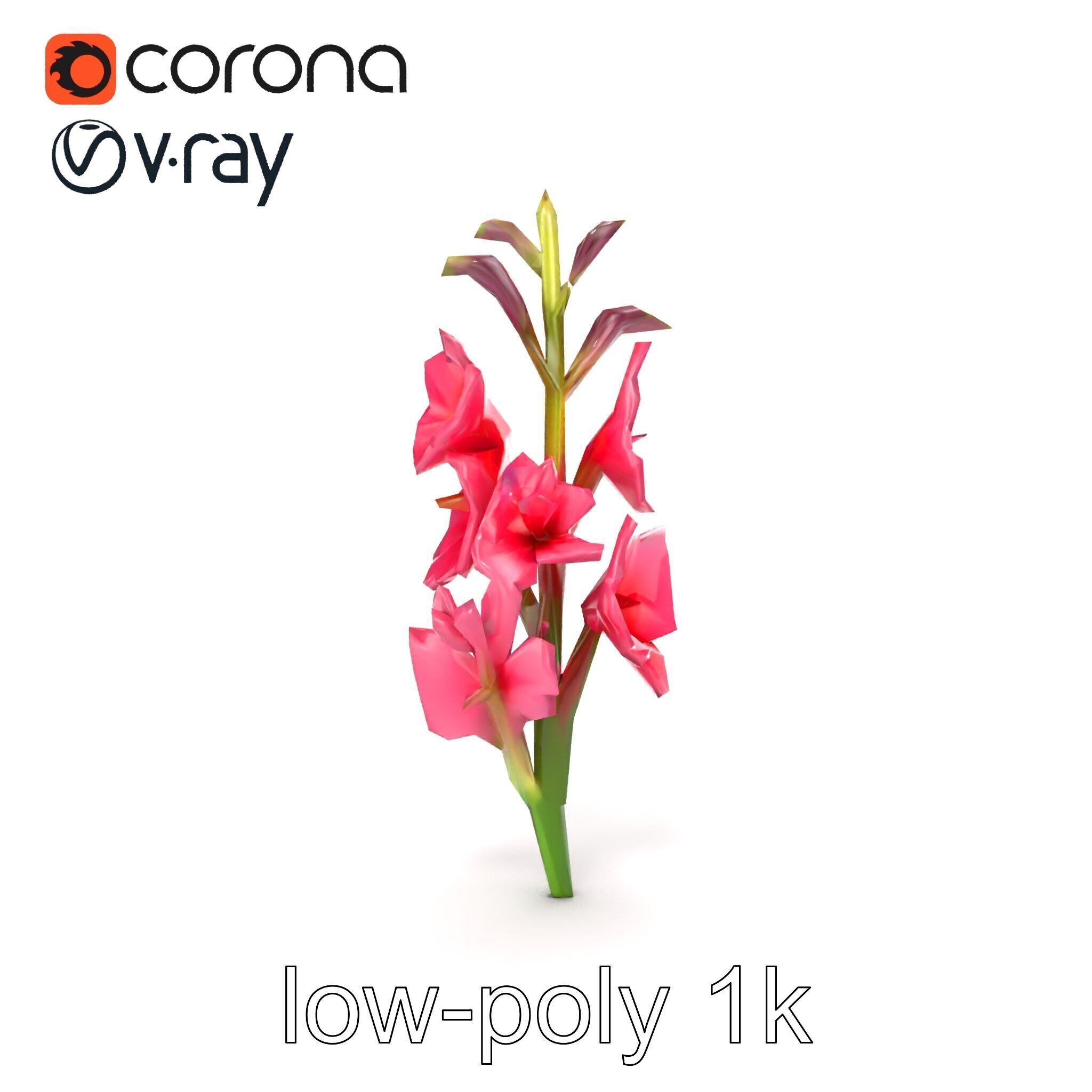 Gladiolus Pink Flower Botanical model pack Low-poly 3D model_14