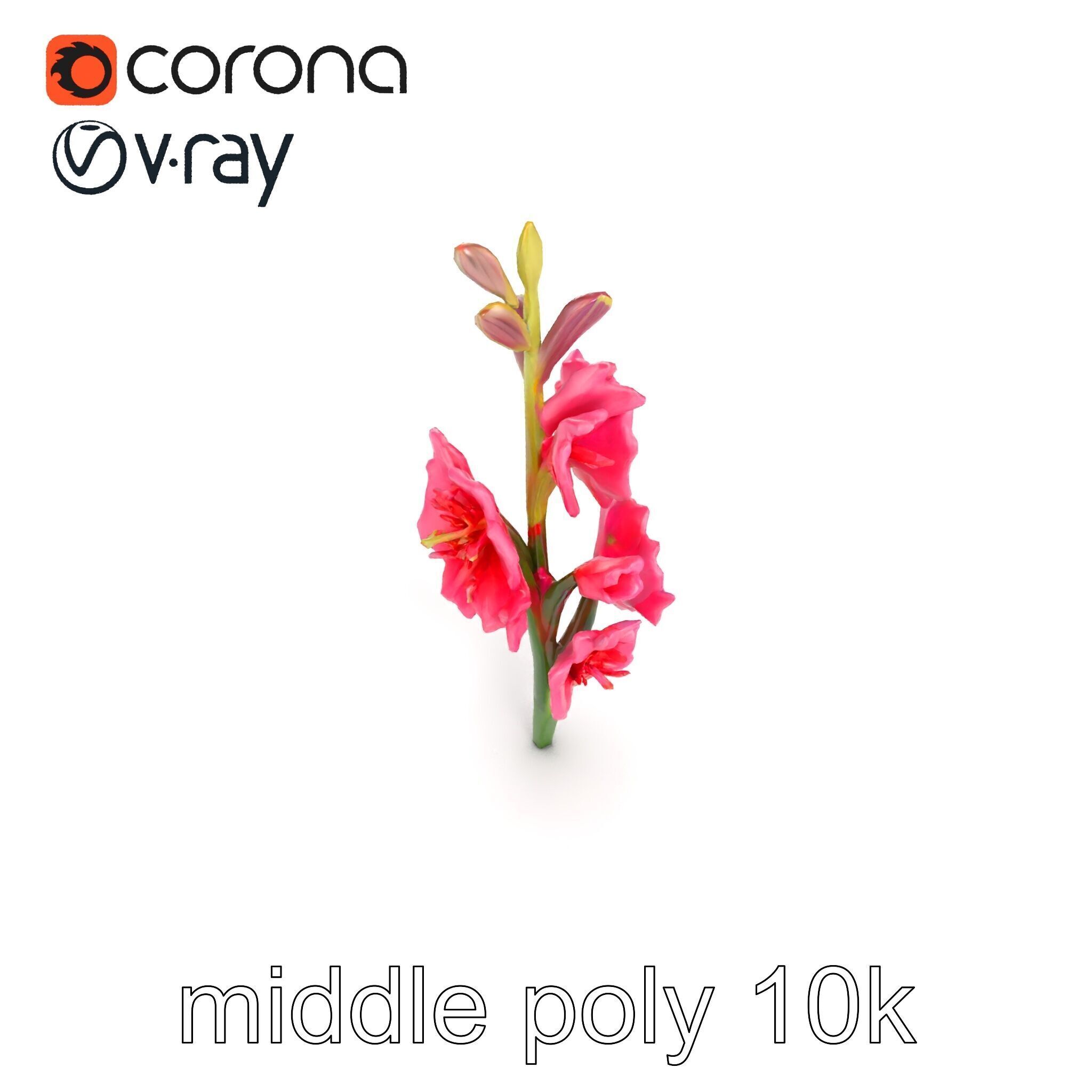 Gladiolus Pink Flower Botanical model pack Low-poly 3D model_32