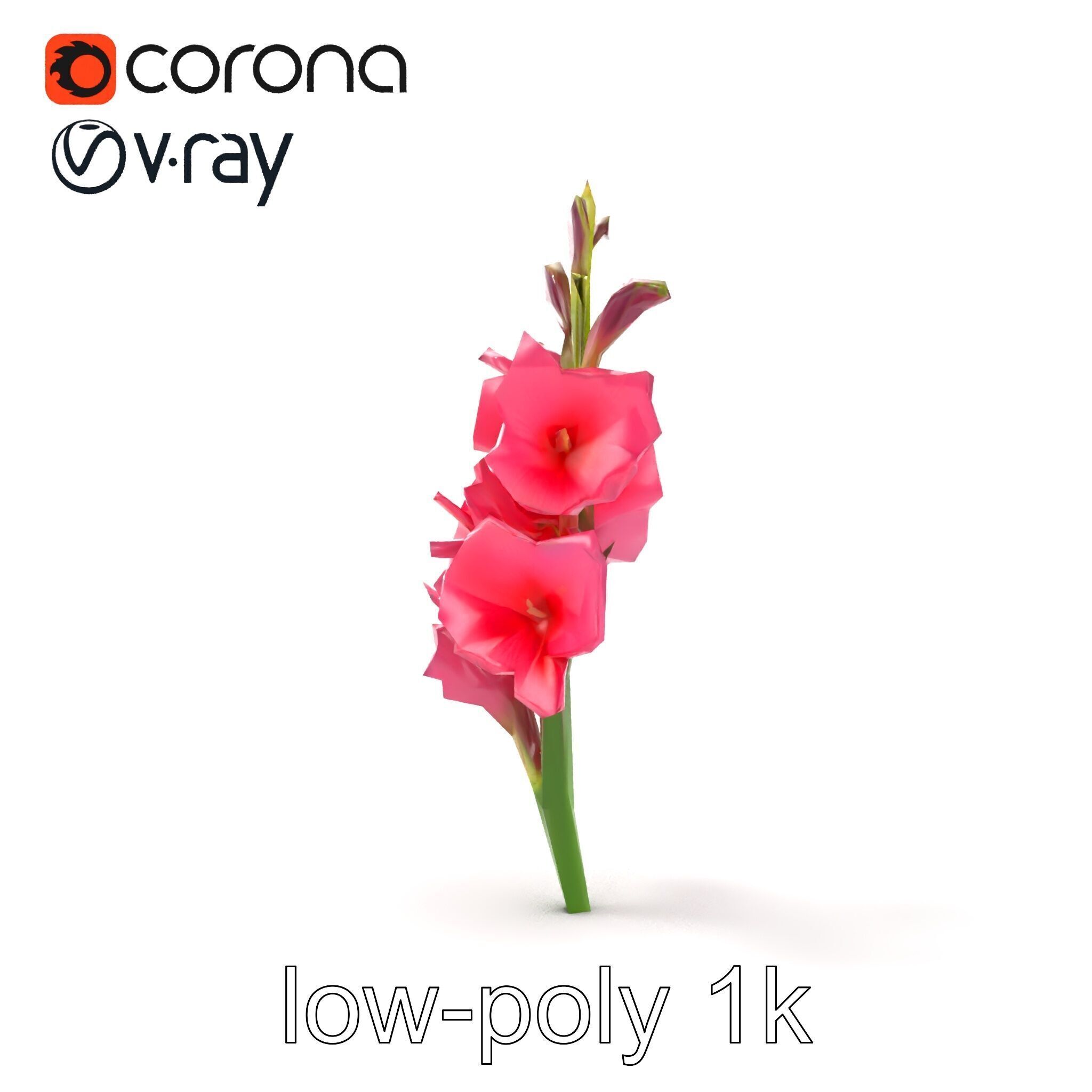 Gladiolus Pink Flower Botanical model pack Low-poly 3D model_16