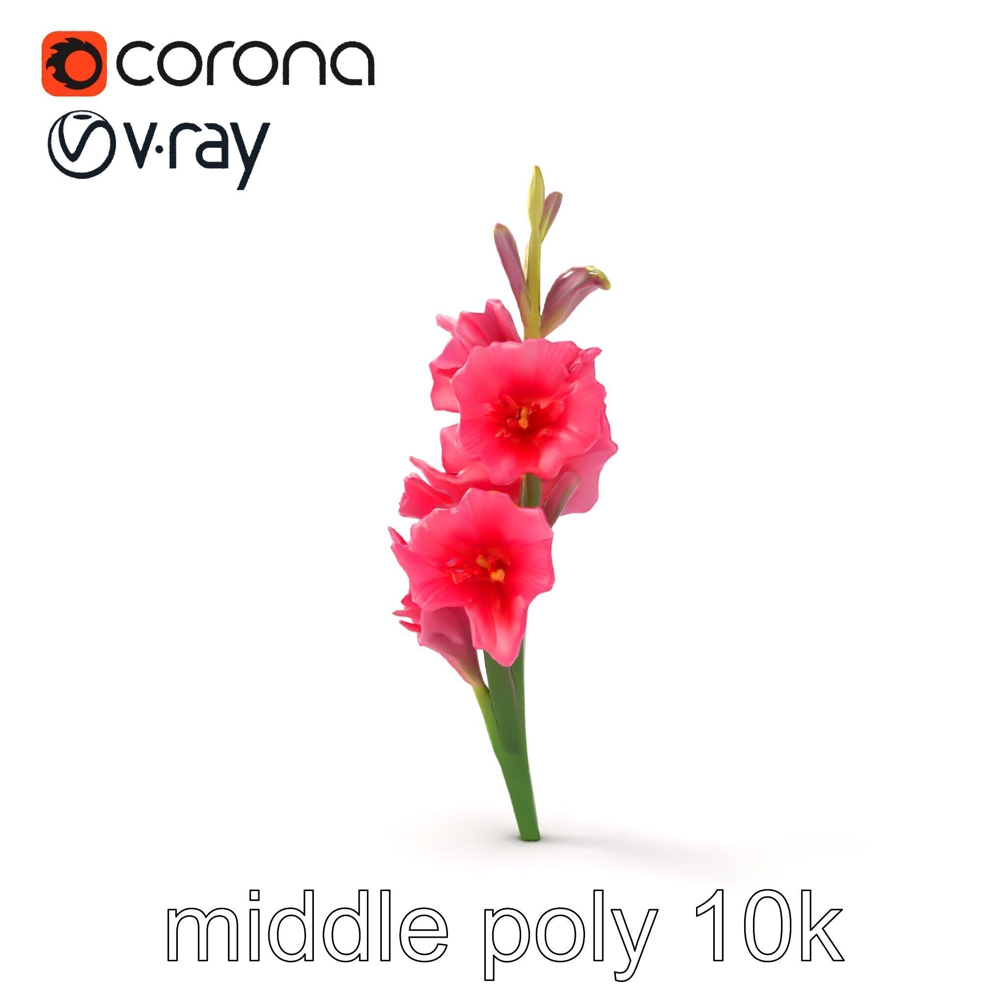 Gladiolus Pink Flower Botanical model pack Low-poly 3D model_13