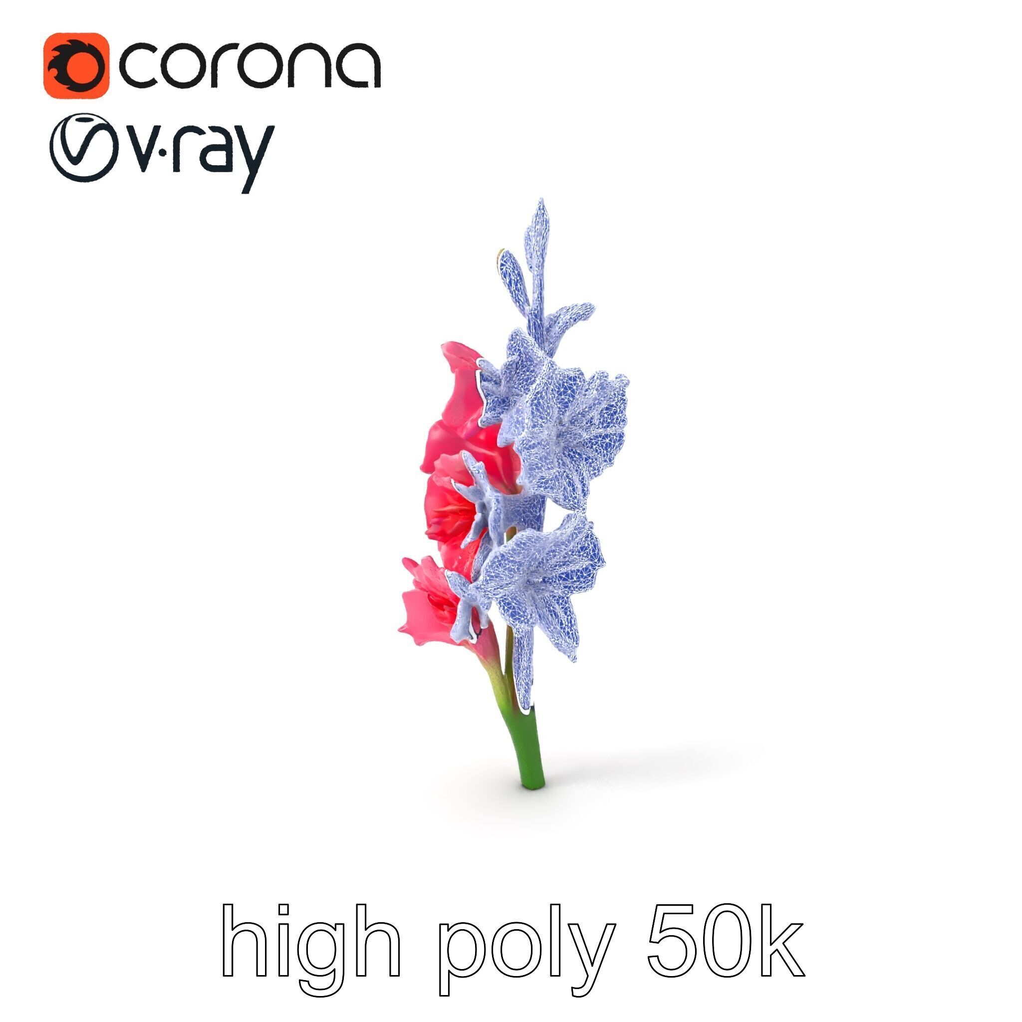 Gladiolus Pink Flower Botanical model pack Low-poly 3D model_10