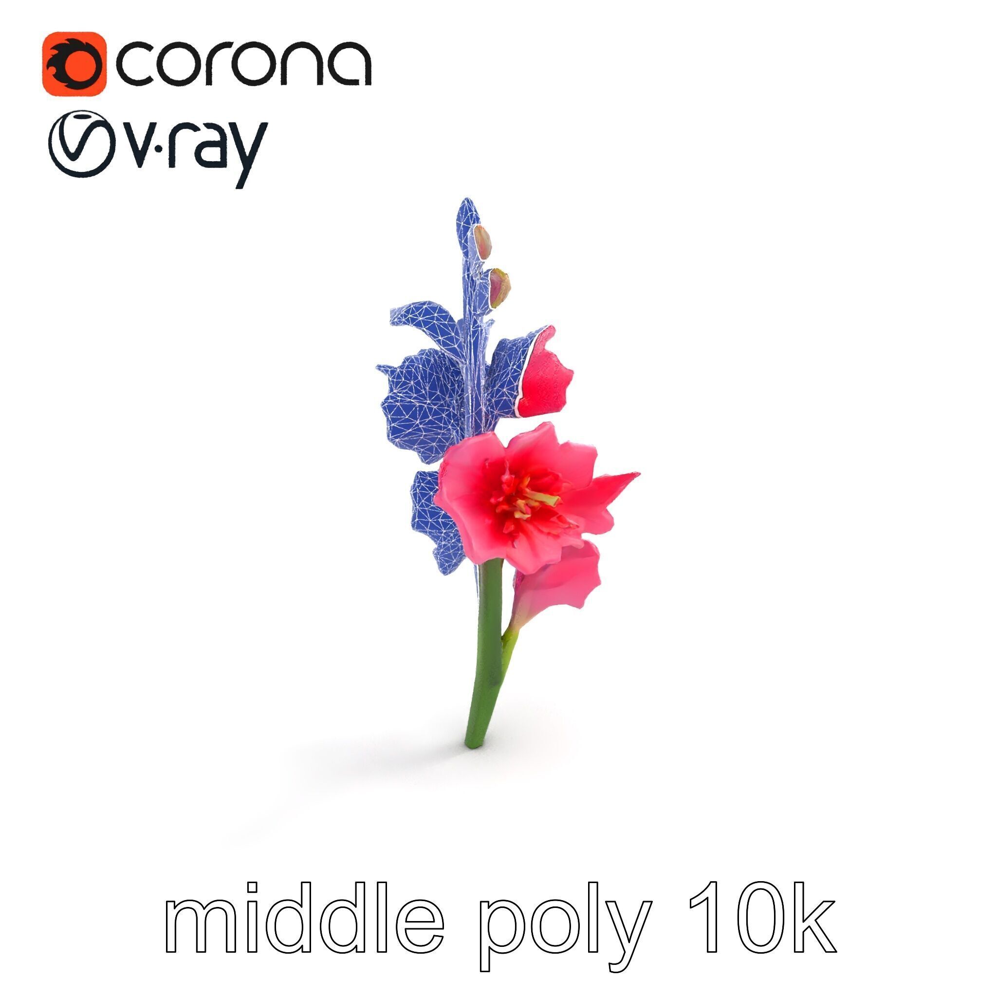 Gladiolus Pink Flower Botanical model pack Low-poly 3D model_20
