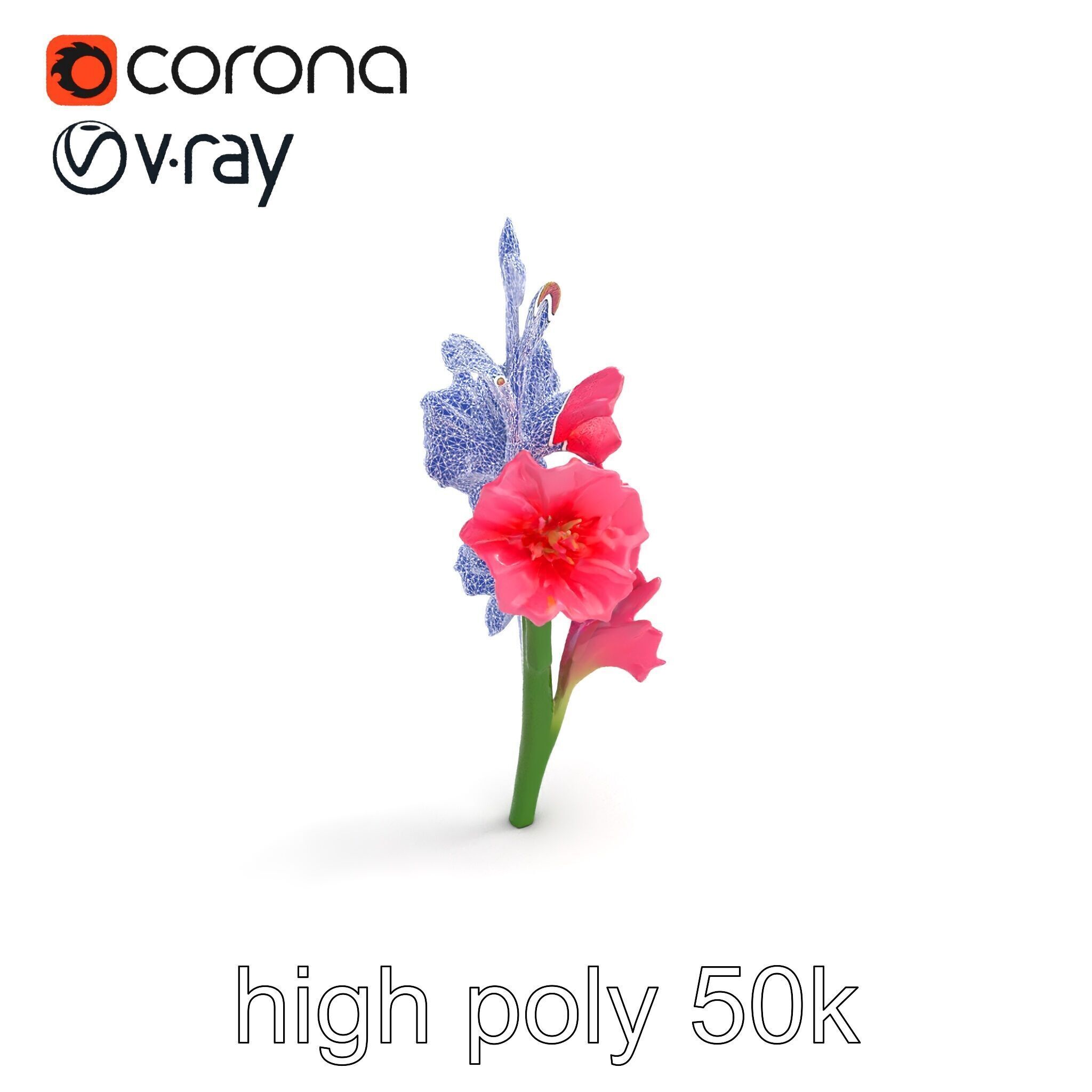 Gladiolus Pink Flower Botanical model pack Low-poly 3D model_15