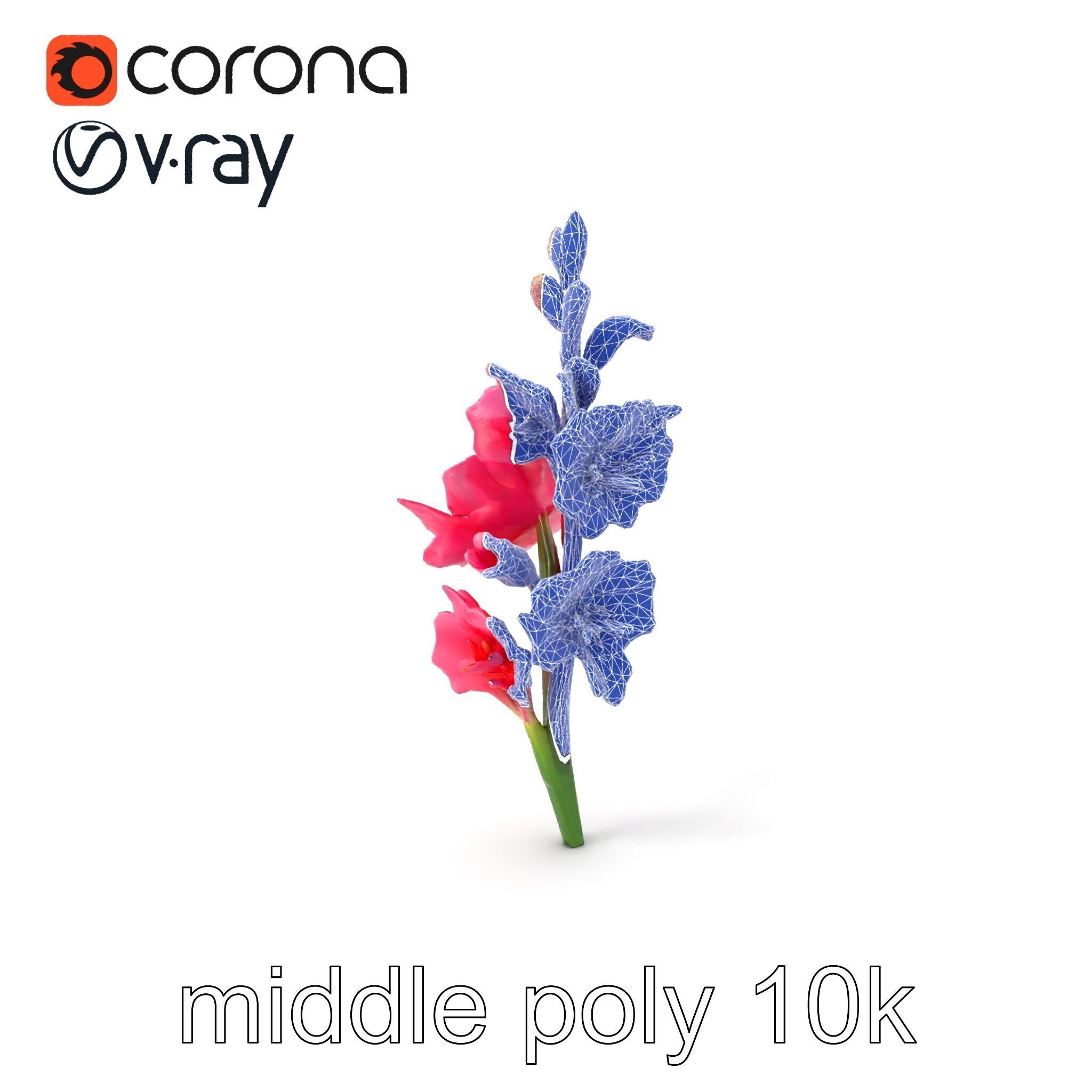 Gladiolus Pink Flower Botanical model pack Low-poly 3D model_6