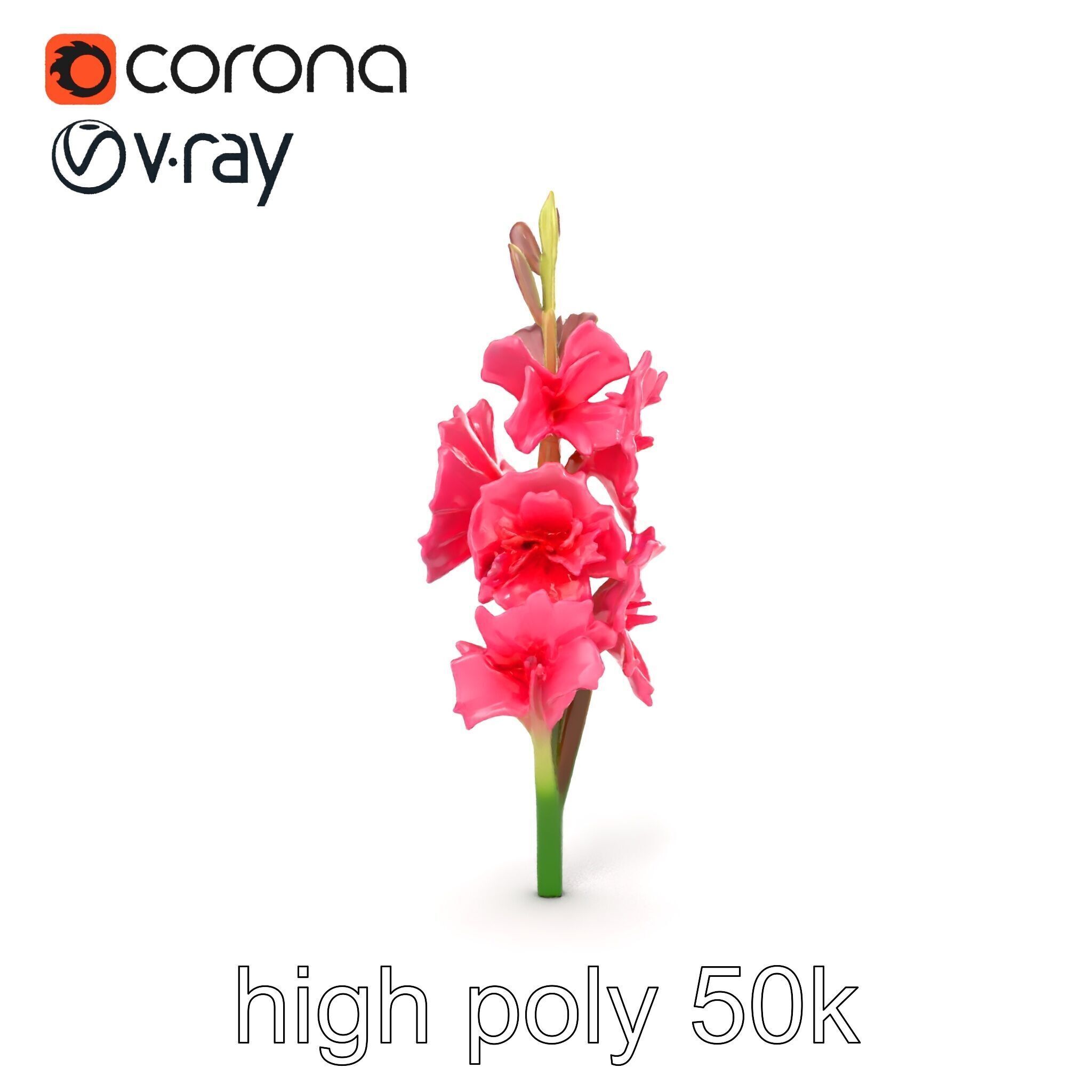 Gladiolus Pink Flower Botanical model pack Low-poly 3D model_21