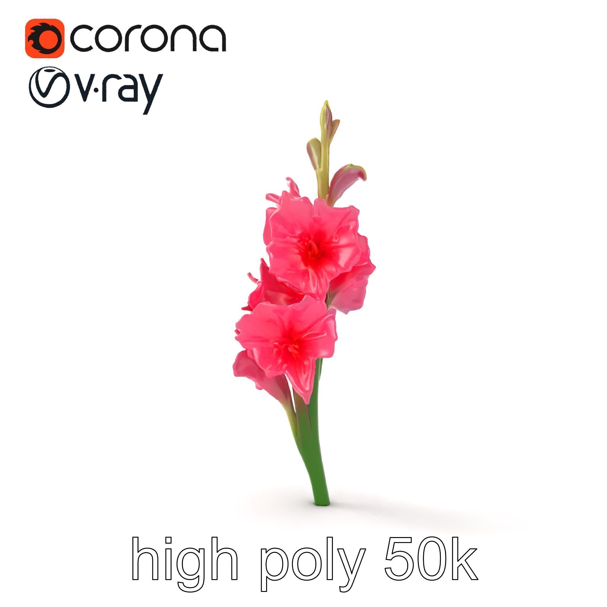 Gladiolus Pink Flower Botanical model pack Low-poly 3D model_19