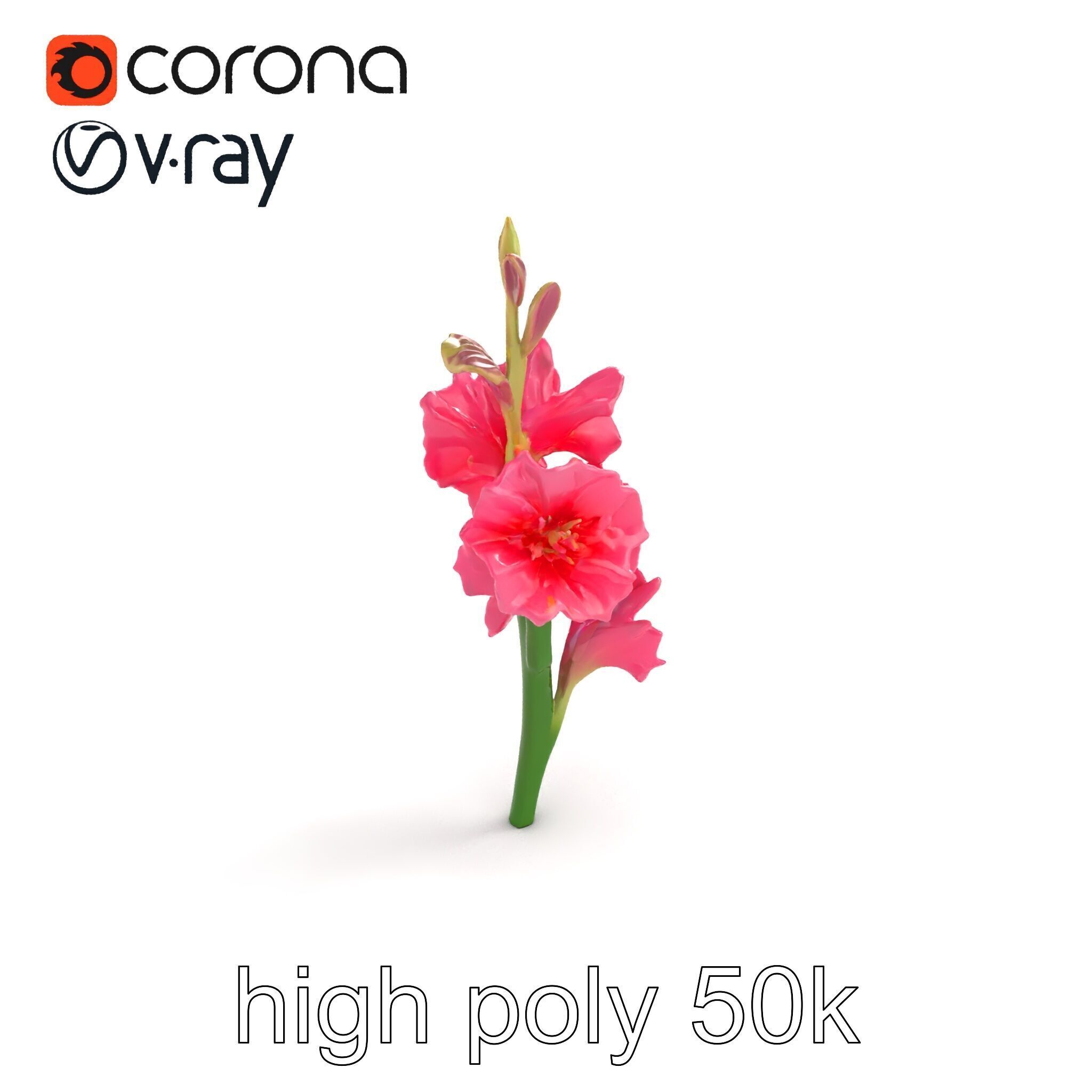 Gladiolus Pink Flower Botanical model pack Low-poly 3D model_11
