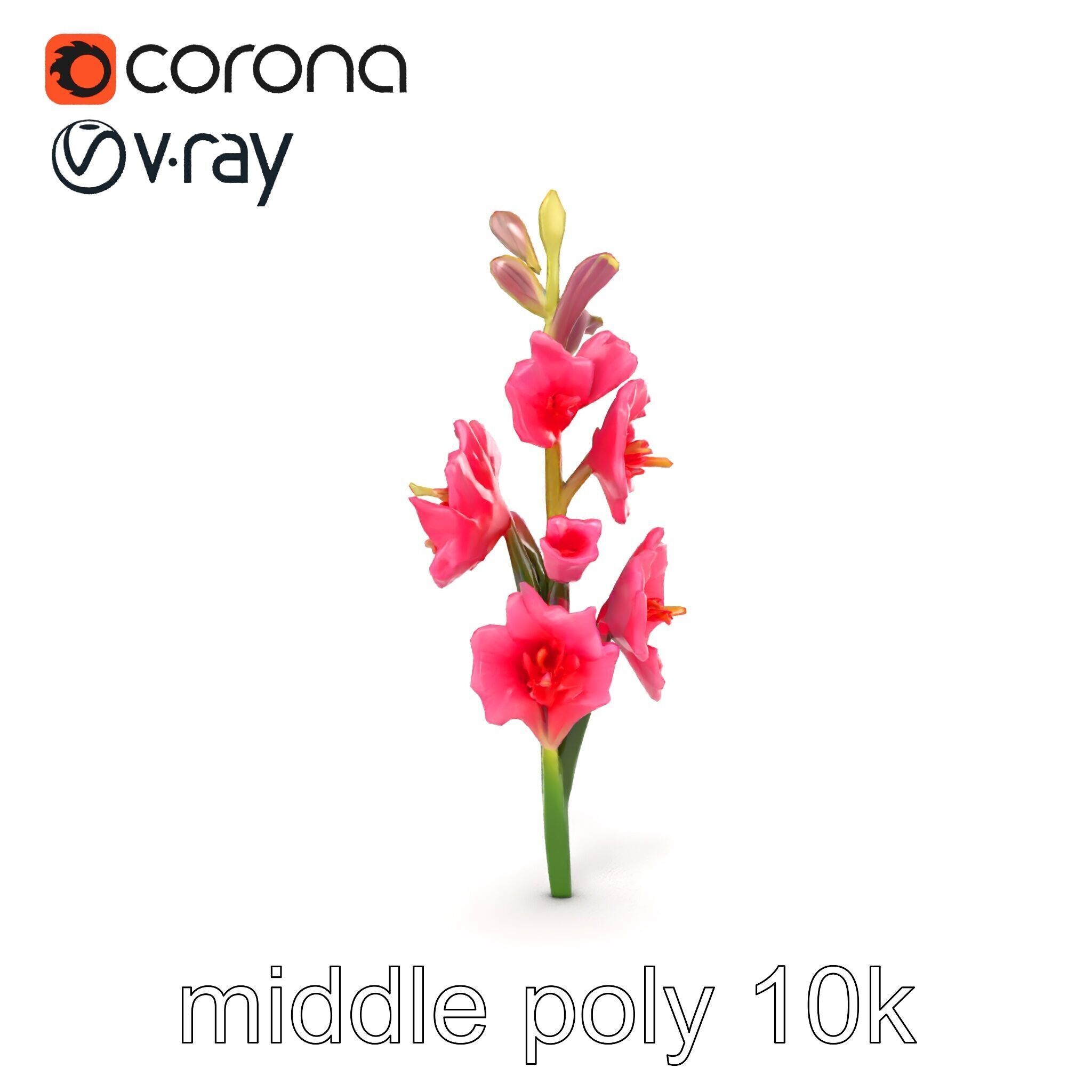 Gladiolus Pink Flower Botanical model pack Low-poly 3D model_22