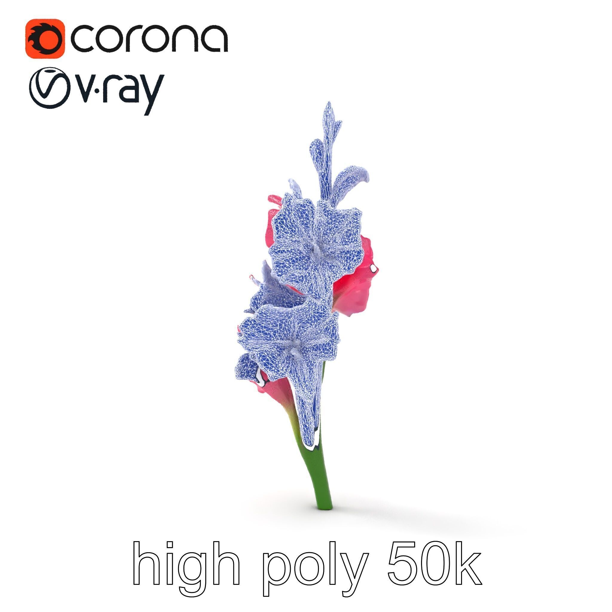 Gladiolus Pink Flower Botanical model pack Low-poly 3D model_24