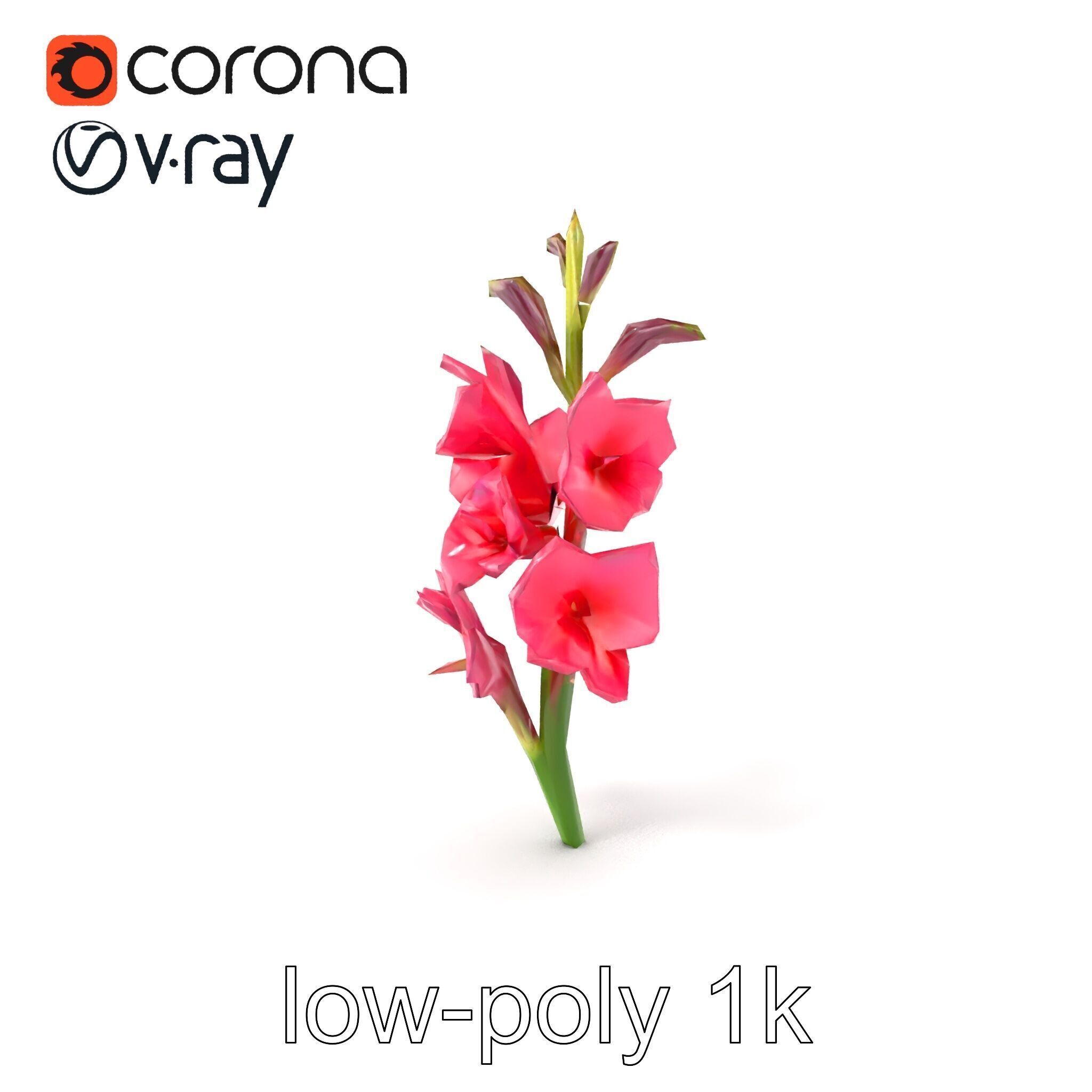 Gladiolus Pink Flower Botanical model pack Low-poly 3D model_5