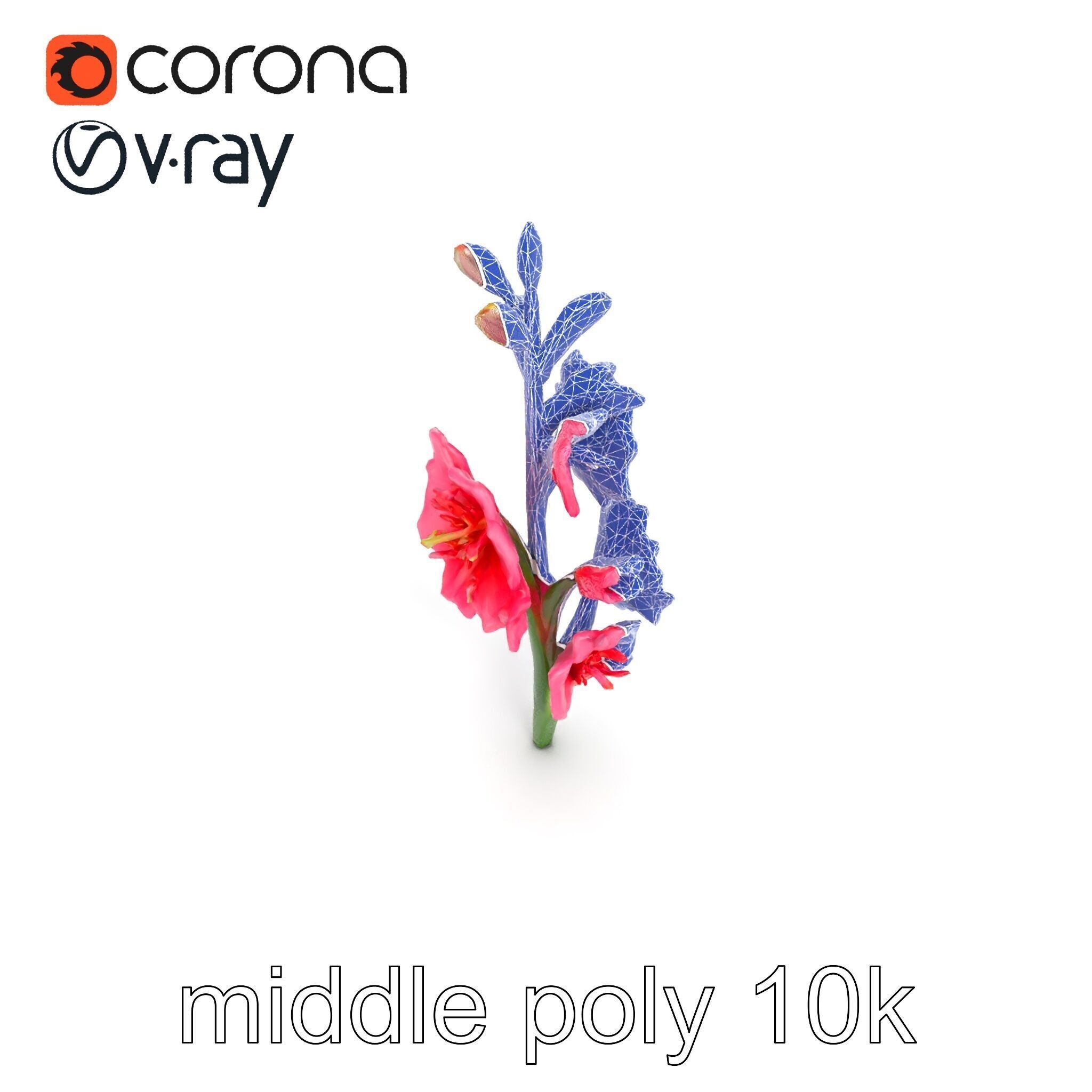 Gladiolus Pink Flower Botanical model pack Low-poly 3D model_12
