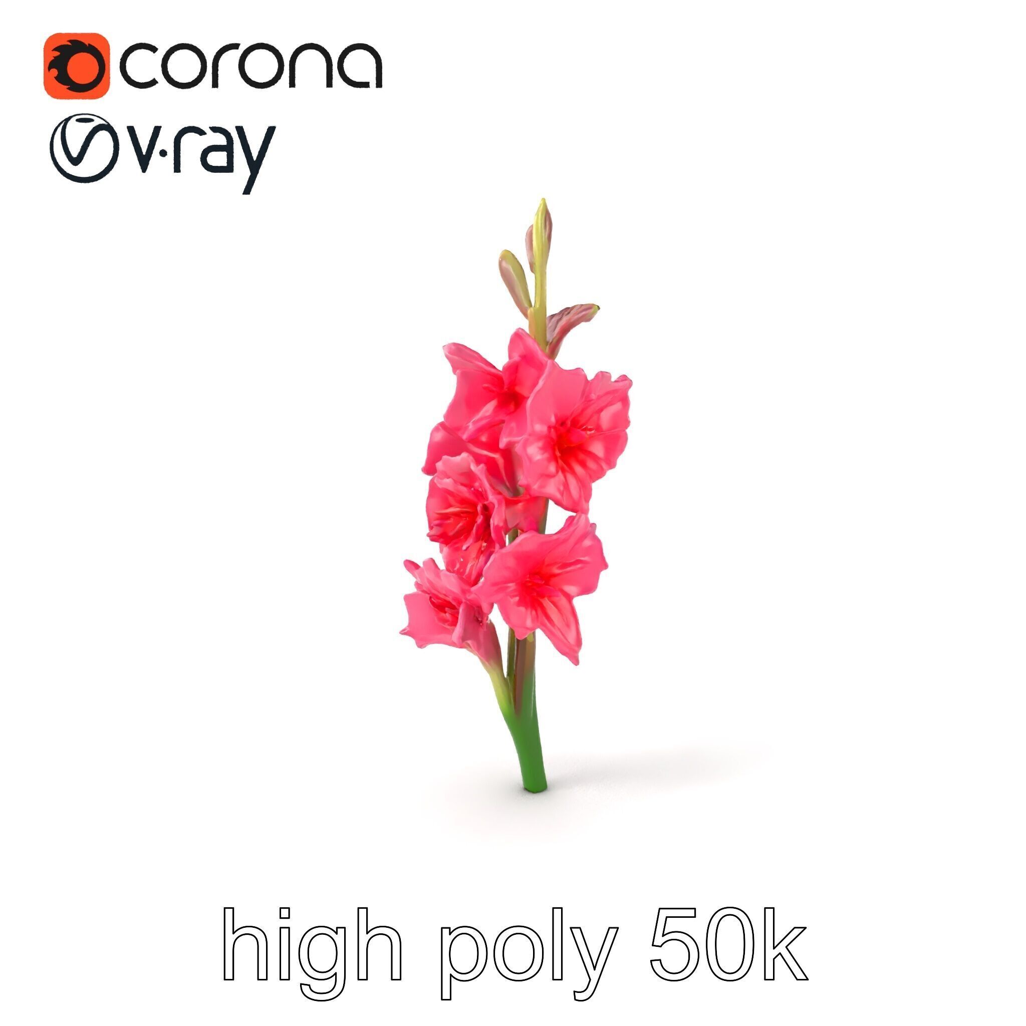 Gladiolus Pink Flower Botanical model pack Low-poly 3D model_2