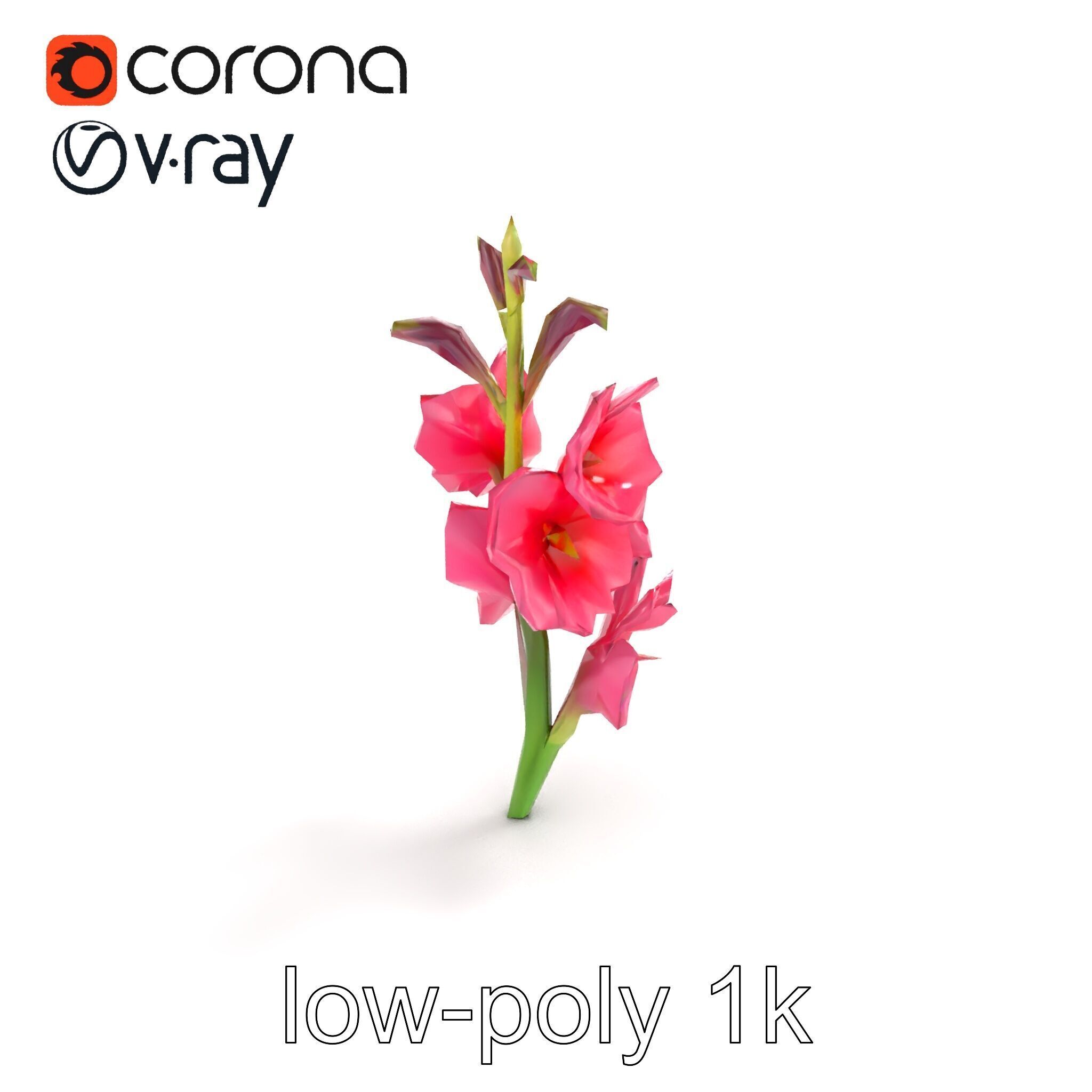 Gladiolus Pink Flower Botanical model pack Low-poly 3D model_9
