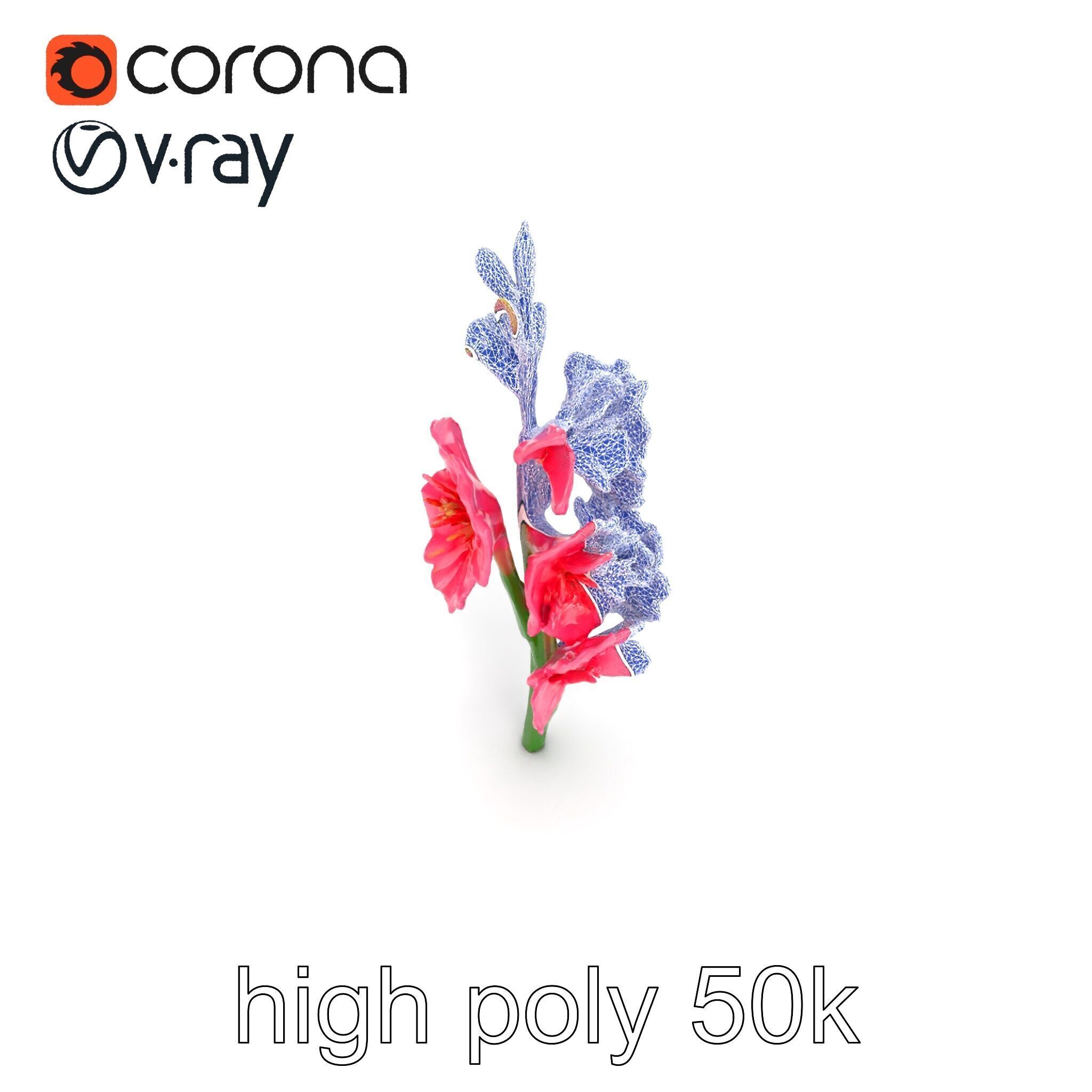 Gladiolus Pink Flower Botanical model pack Low-poly 3D model_26