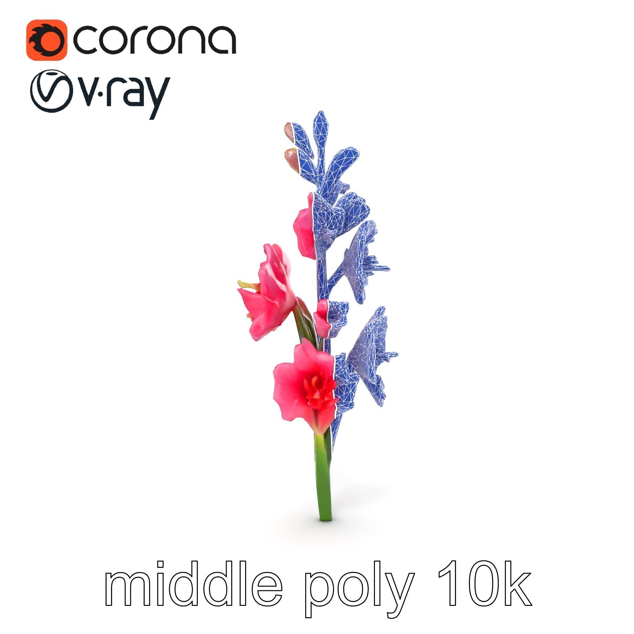 Gladiolus Pink Flower Botanical model pack Low-poly 3D model_30