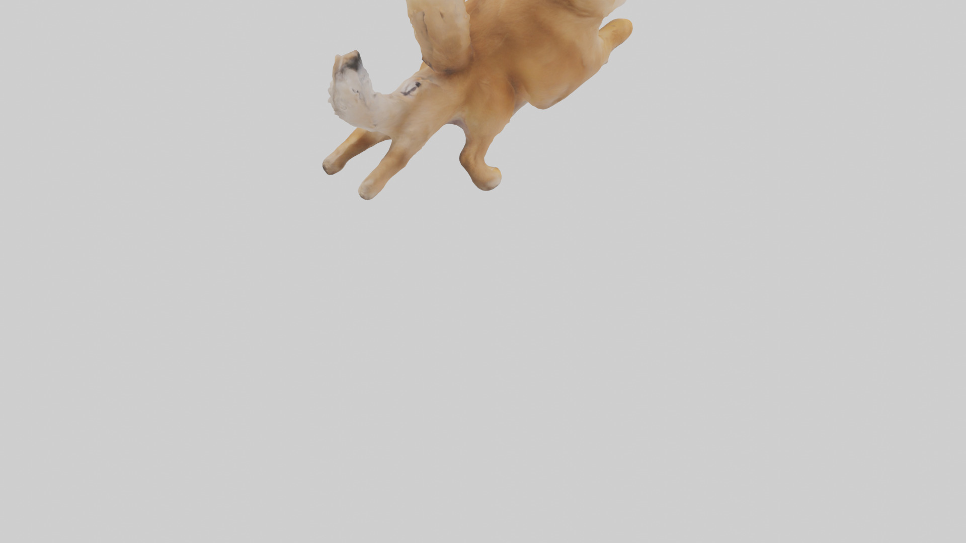 Pomeranian jumping model Low-poly 3D model_4