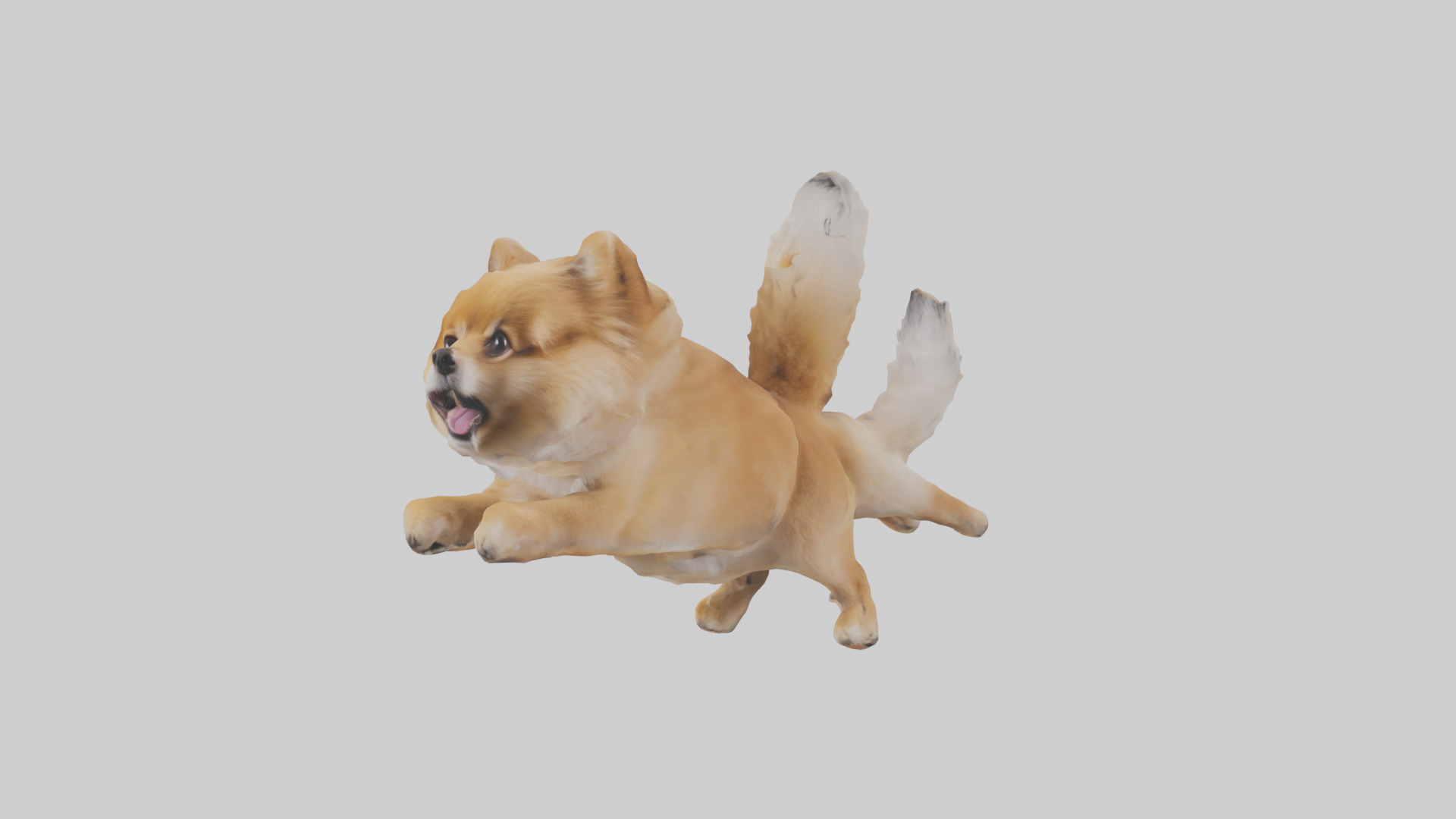 Pomeranian jumping model Low-poly 3D model_8