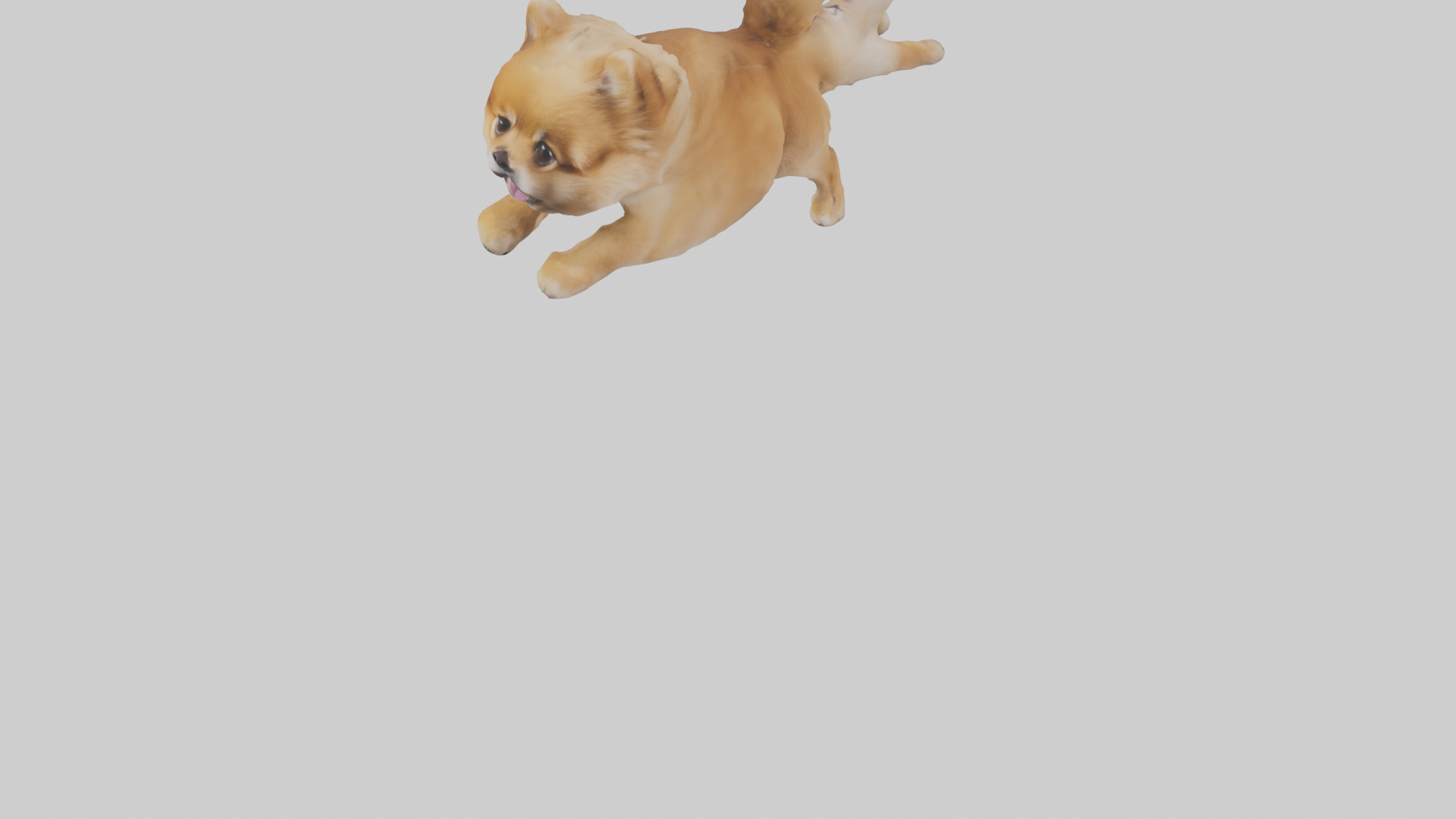 Pomeranian jumping model Low-poly 3D model_5