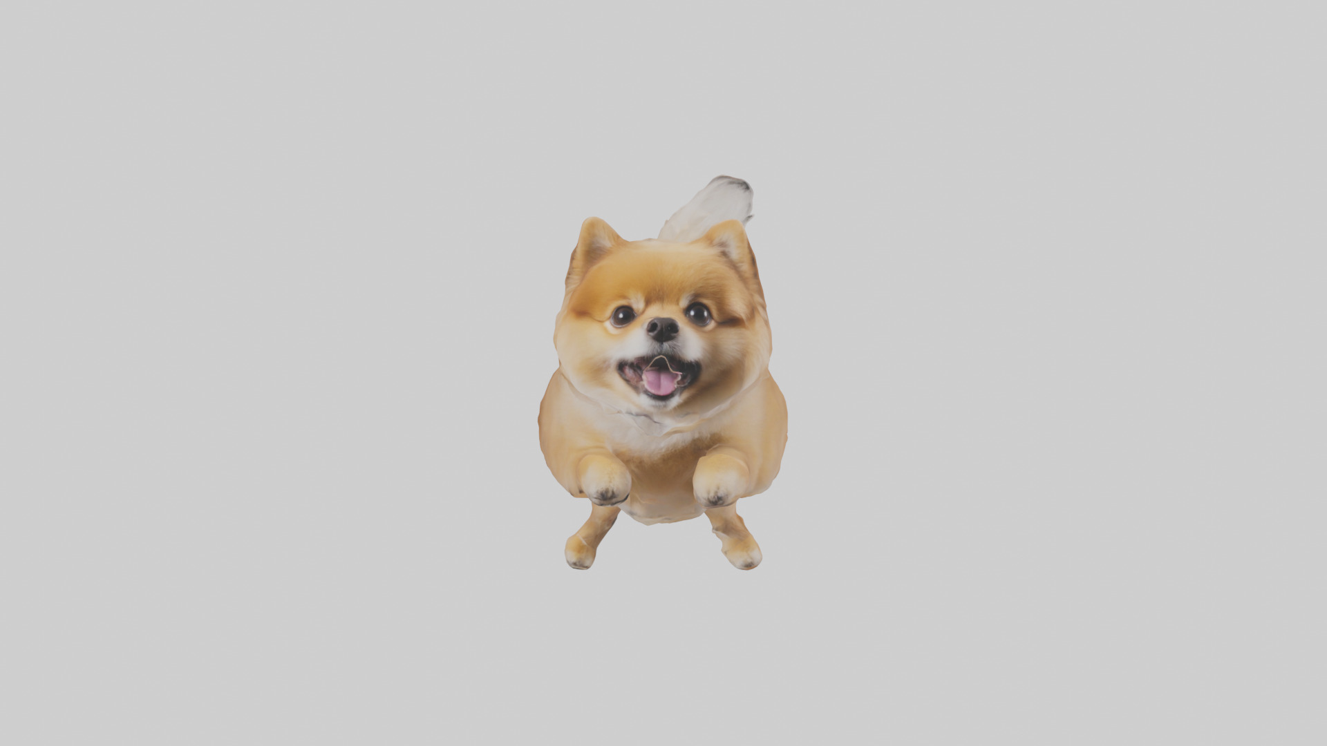 Pomeranian jumping model Low-poly 3D model_9