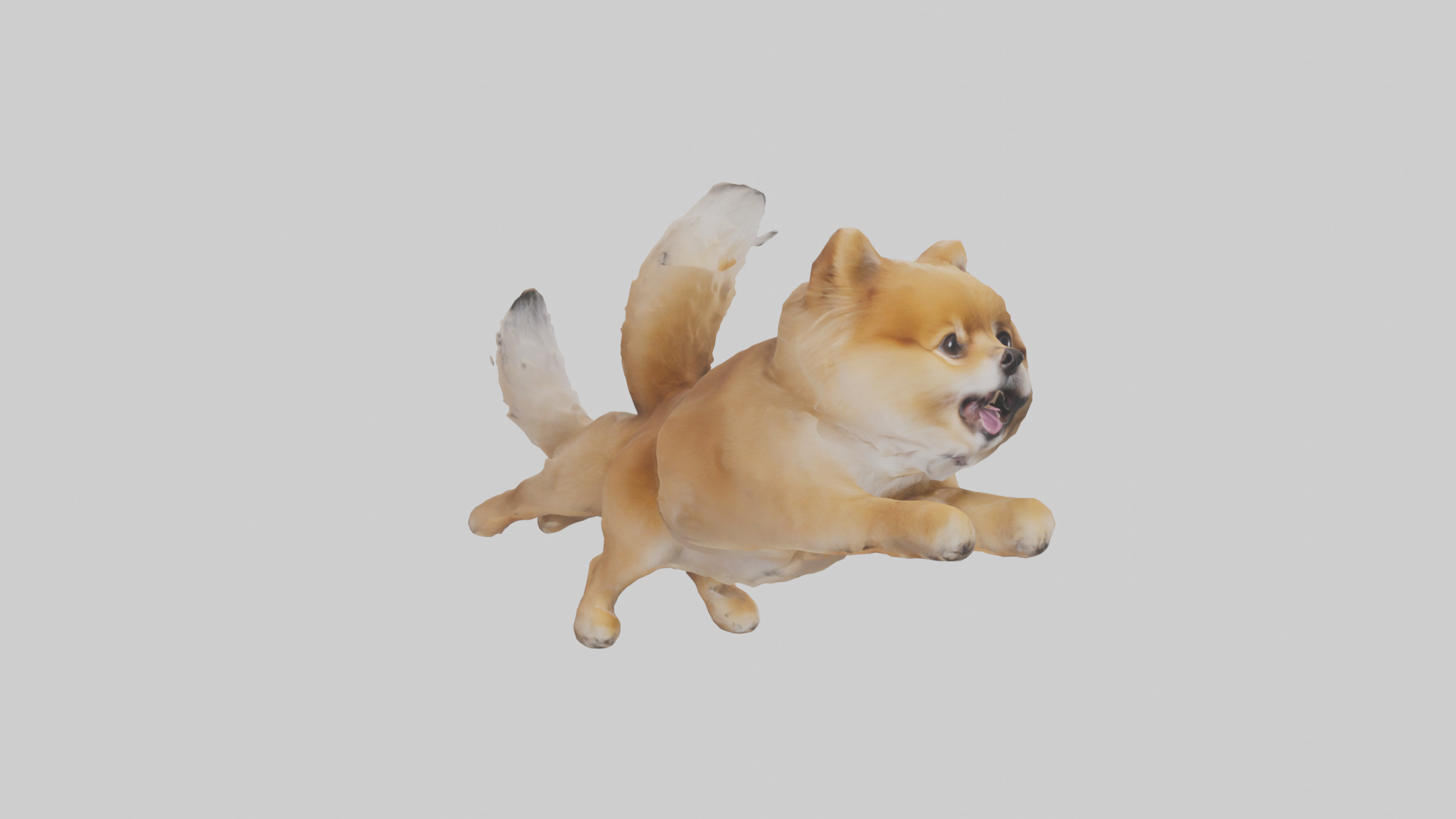Pomeranian jumping model Low-poly 3D model_7