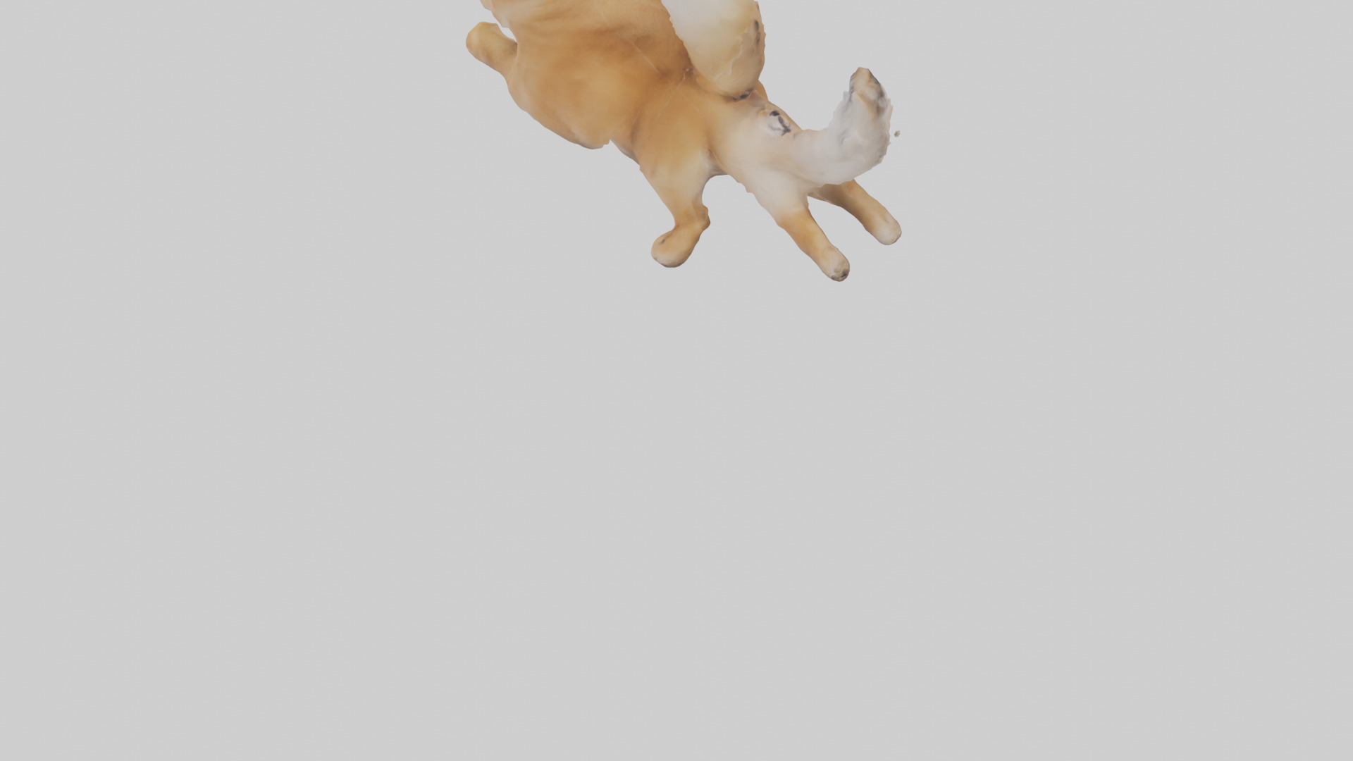 Pomeranian jumping model Low-poly 3D model_3