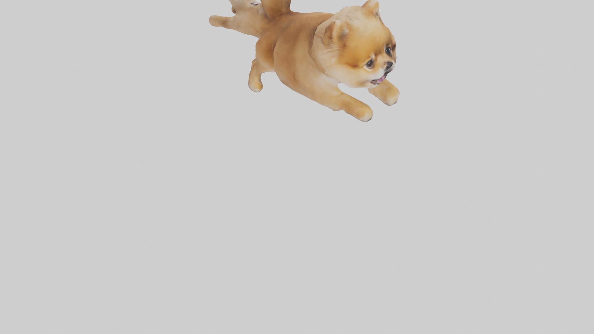 Pomeranian jumping model Low-poly 3D model_6