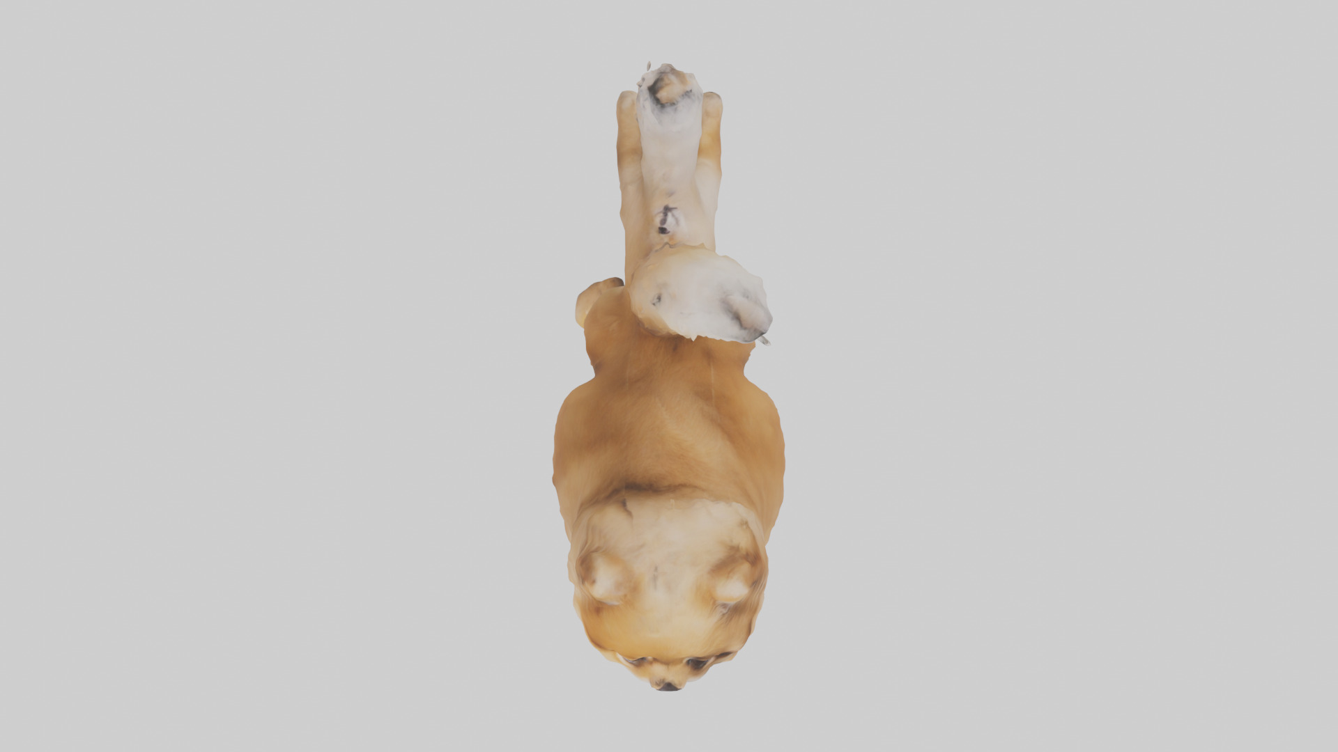 Pomeranian jumping model Low-poly 3D model_14