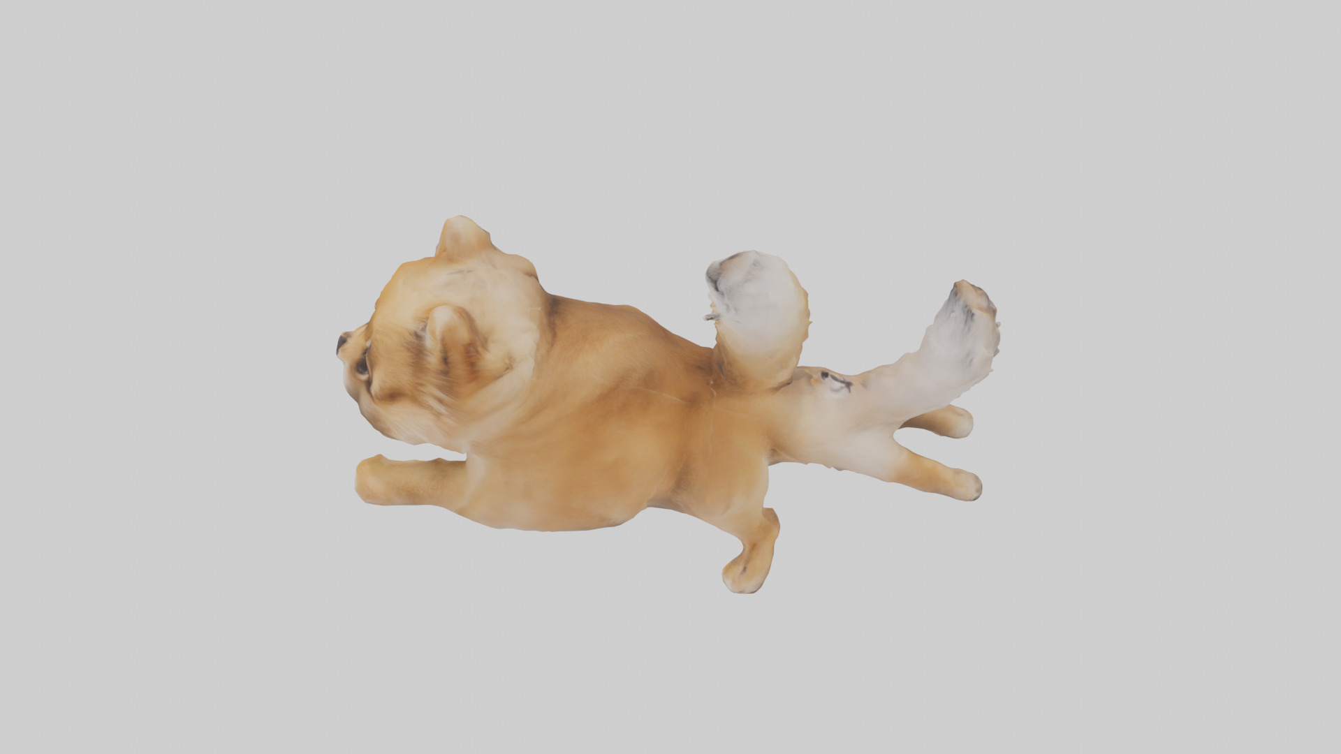 Pomeranian jumping model Low-poly 3D model_17