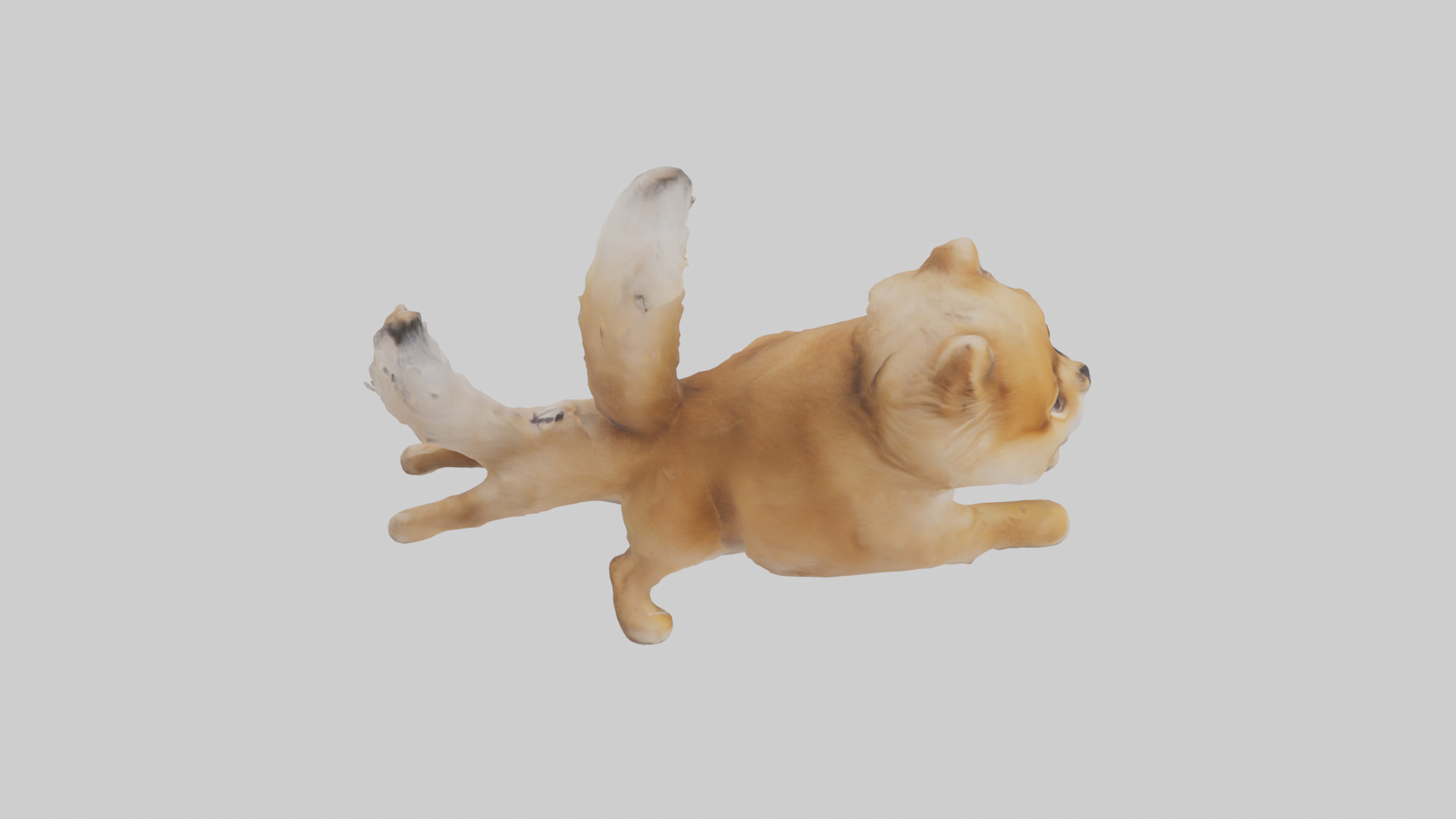 Pomeranian jumping model Low-poly 3D model_18