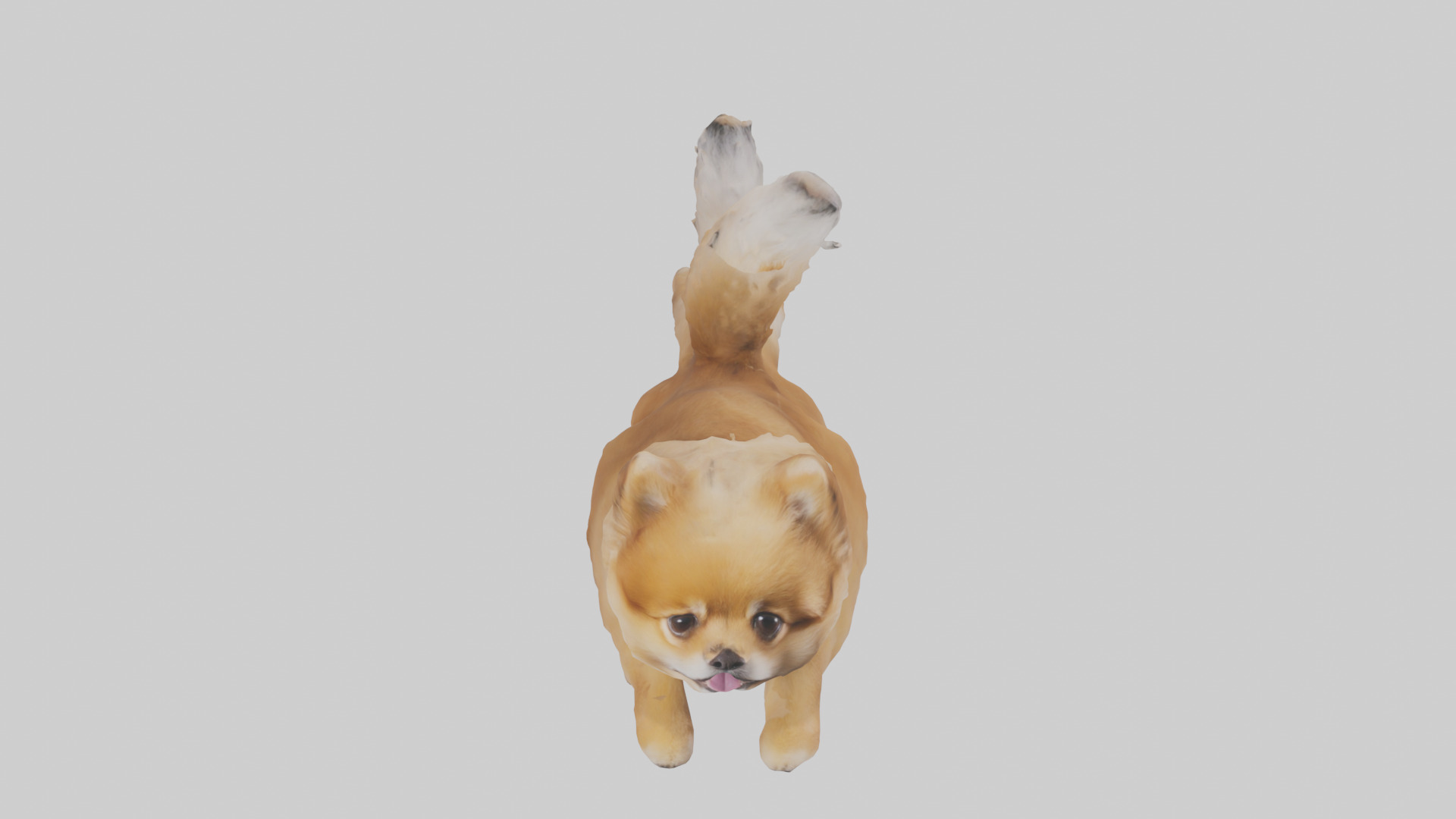 Pomeranian jumping model Low-poly 3D model_16