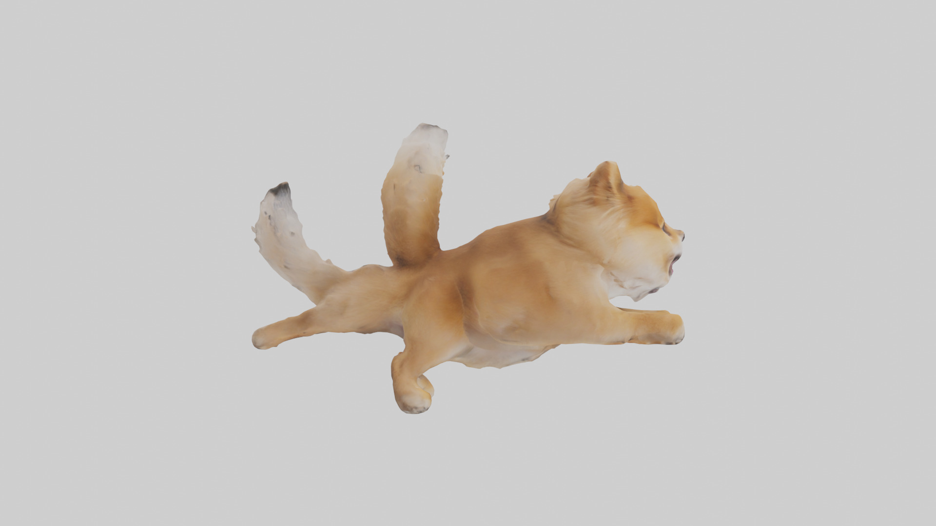 Pomeranian jumping model Low-poly 3D model_13