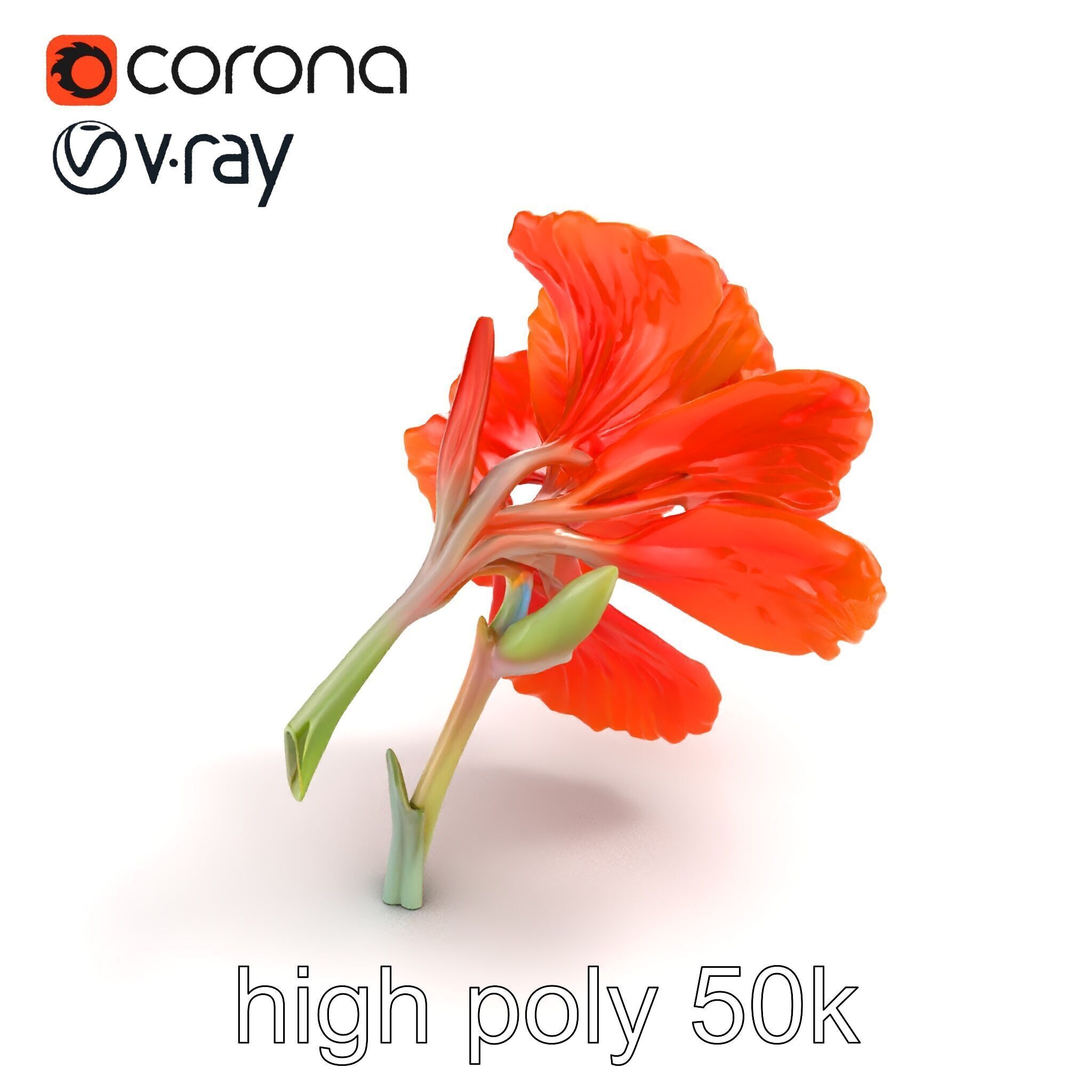 Vivid Orange Gladiolus Flower Detailed Model Pack Low-poly 3D model_9