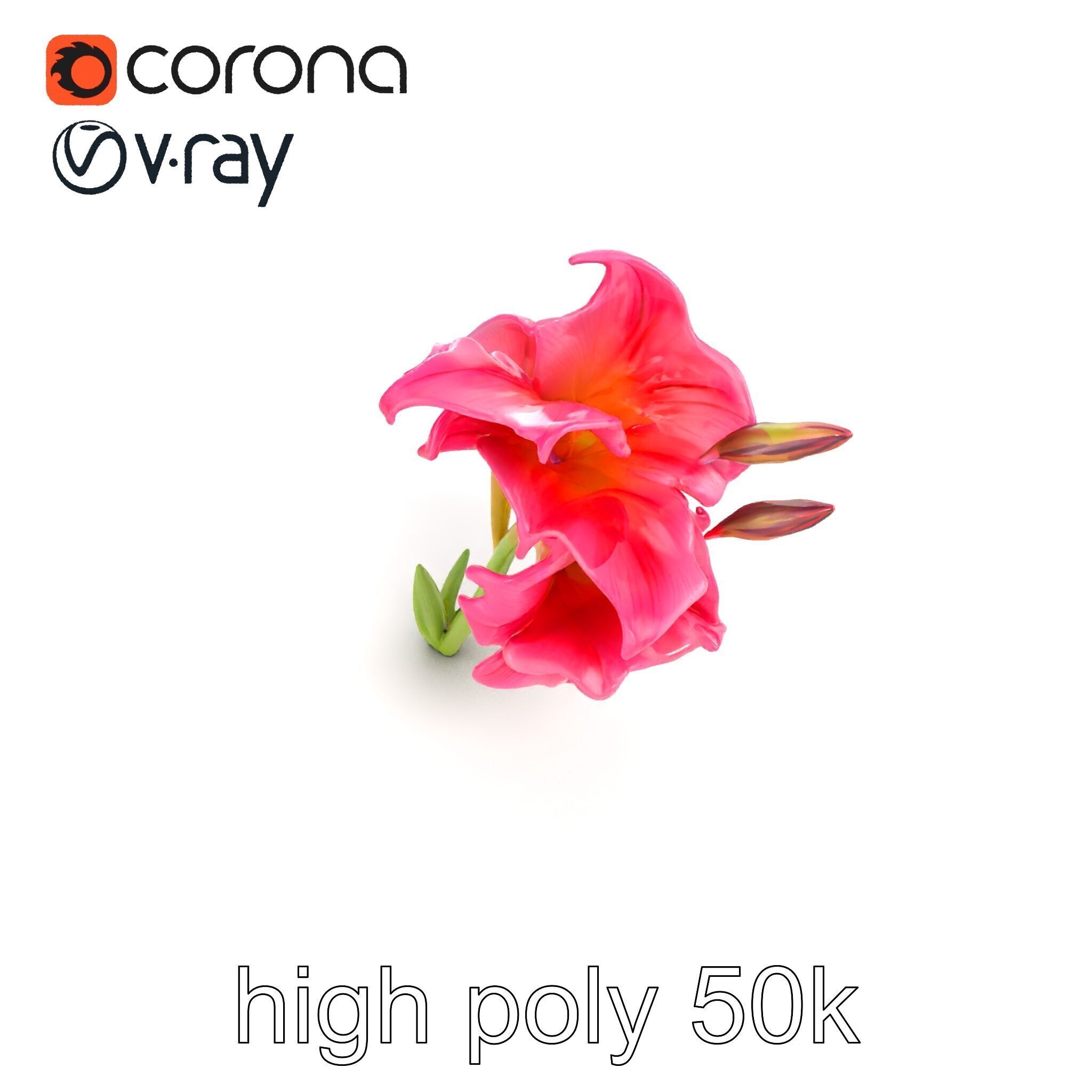 Gladiolus Grandiflorus Flora Sculpture model pack Low-poly 3D model_16