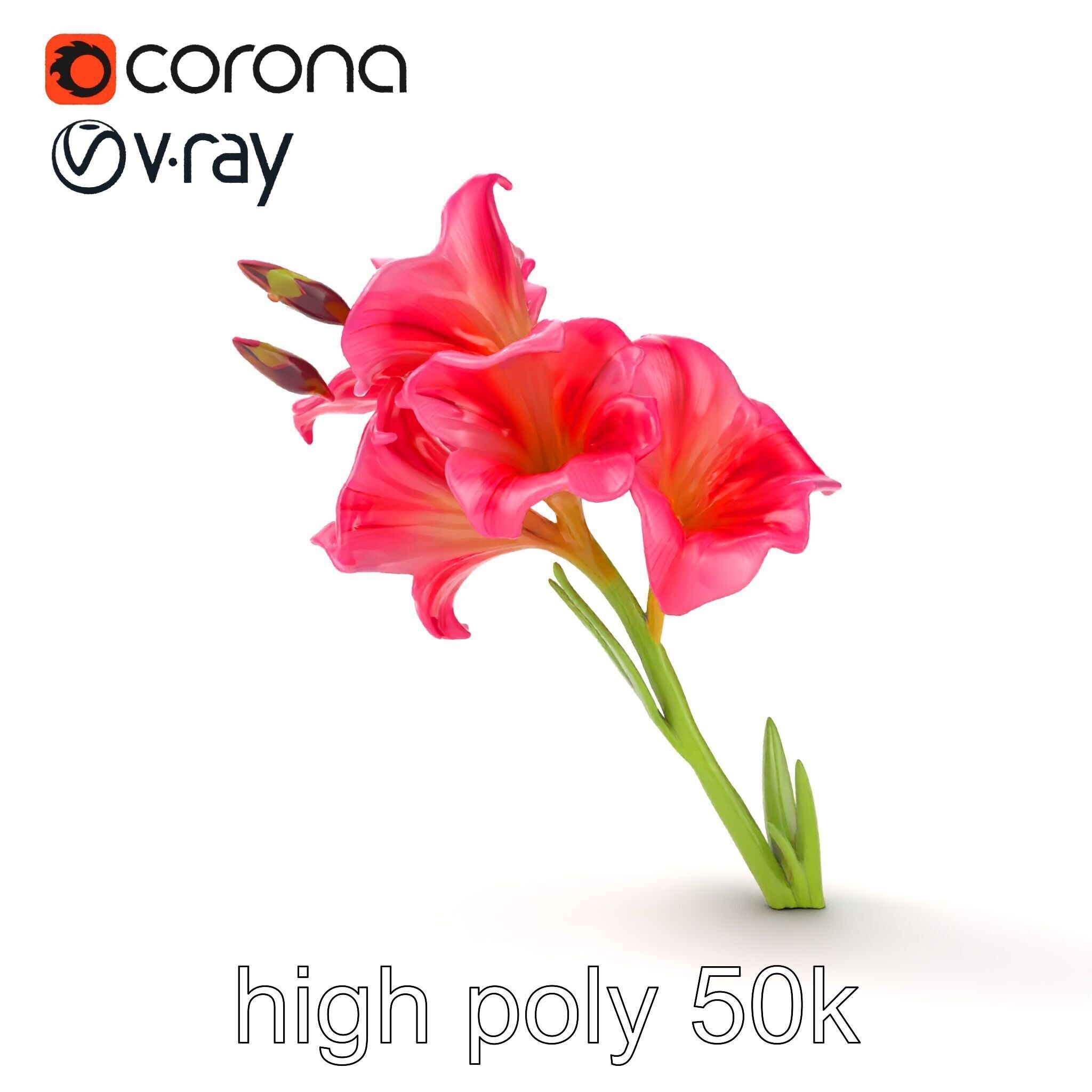 Gladiolus Grandiflorus Flora Sculpture model pack Low-poly 3D model_24