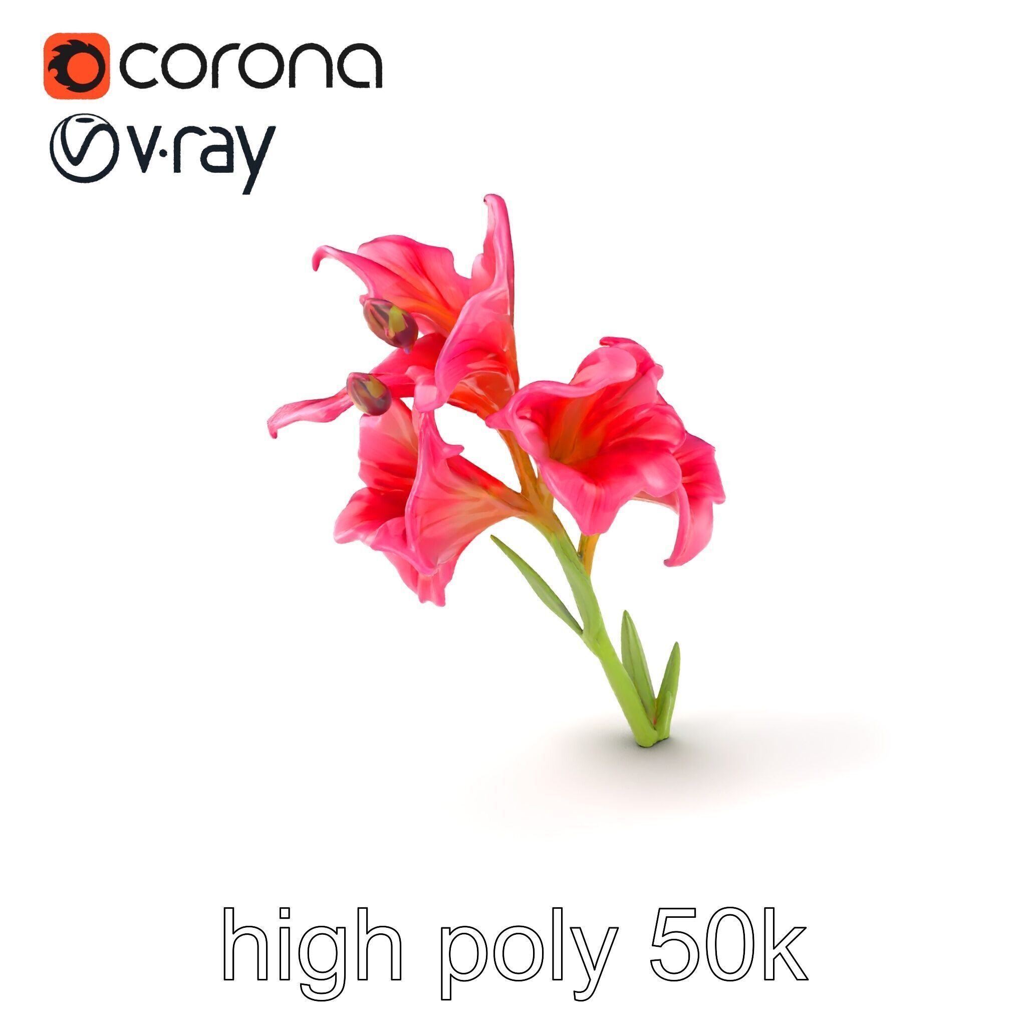 Gladiolus Grandiflorus Flora Sculpture model pack Low-poly 3D model_2