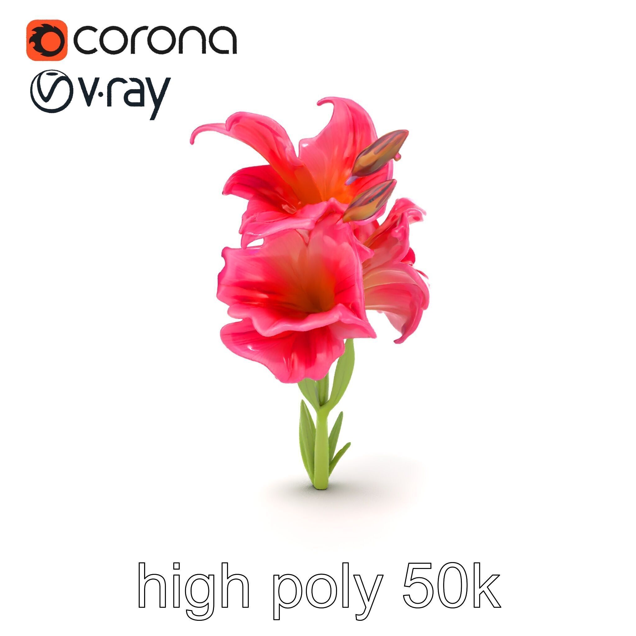 Gladiolus Grandiflorus Flora Sculpture model pack Low-poly 3D model_29