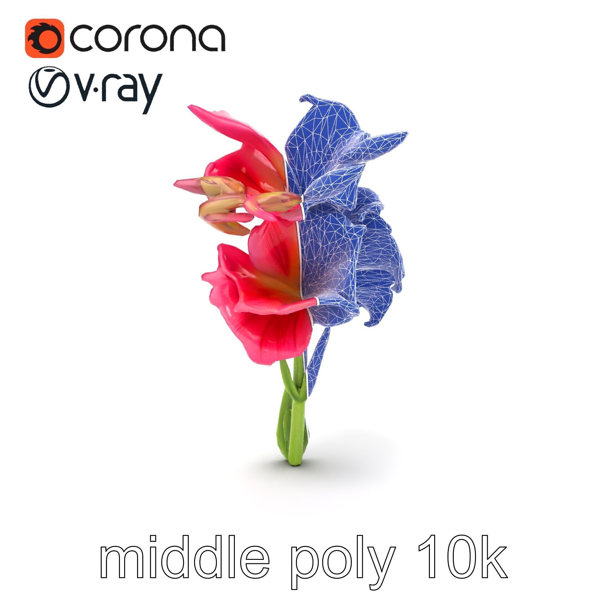 Gladiolus Grandiflorus Flora Sculpture model pack Low-poly 3D model_14