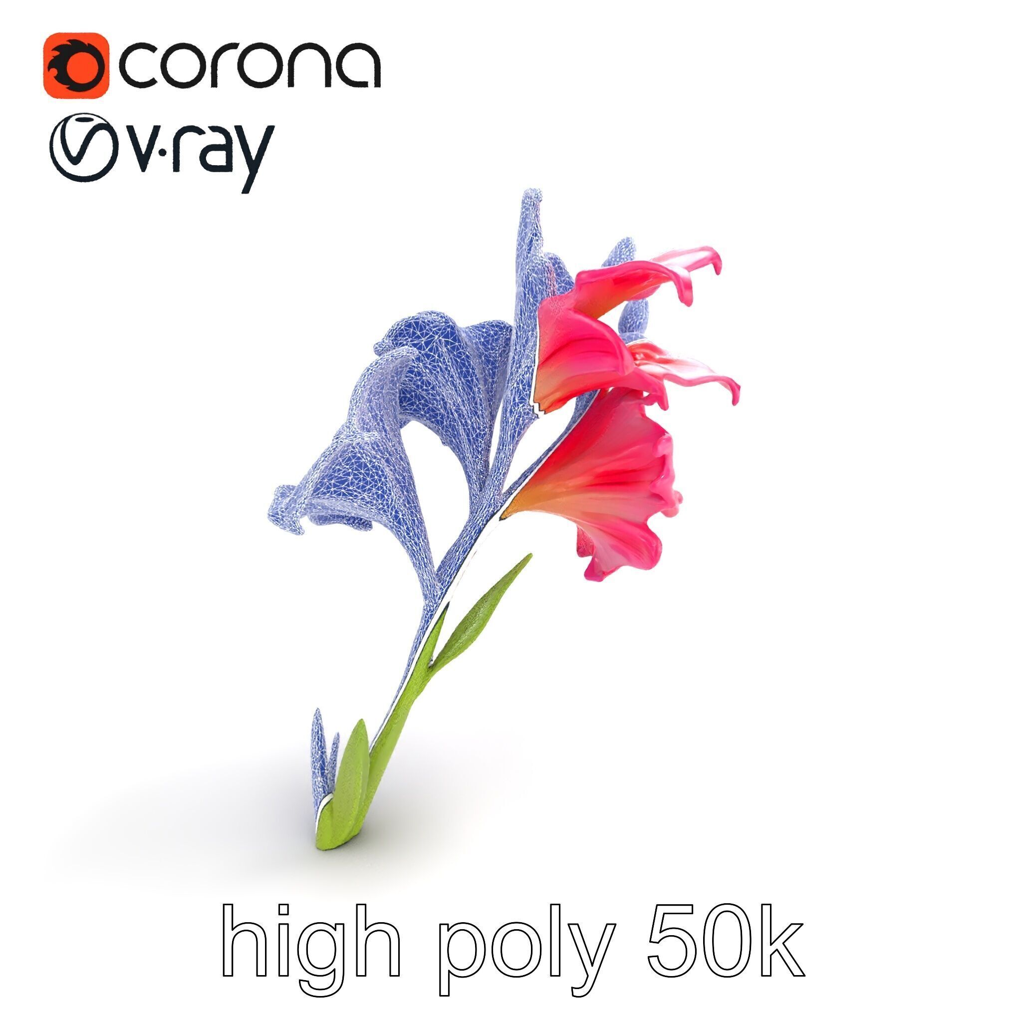 Gladiolus Grandiflorus Flora Sculpture model pack Low-poly 3D model_12