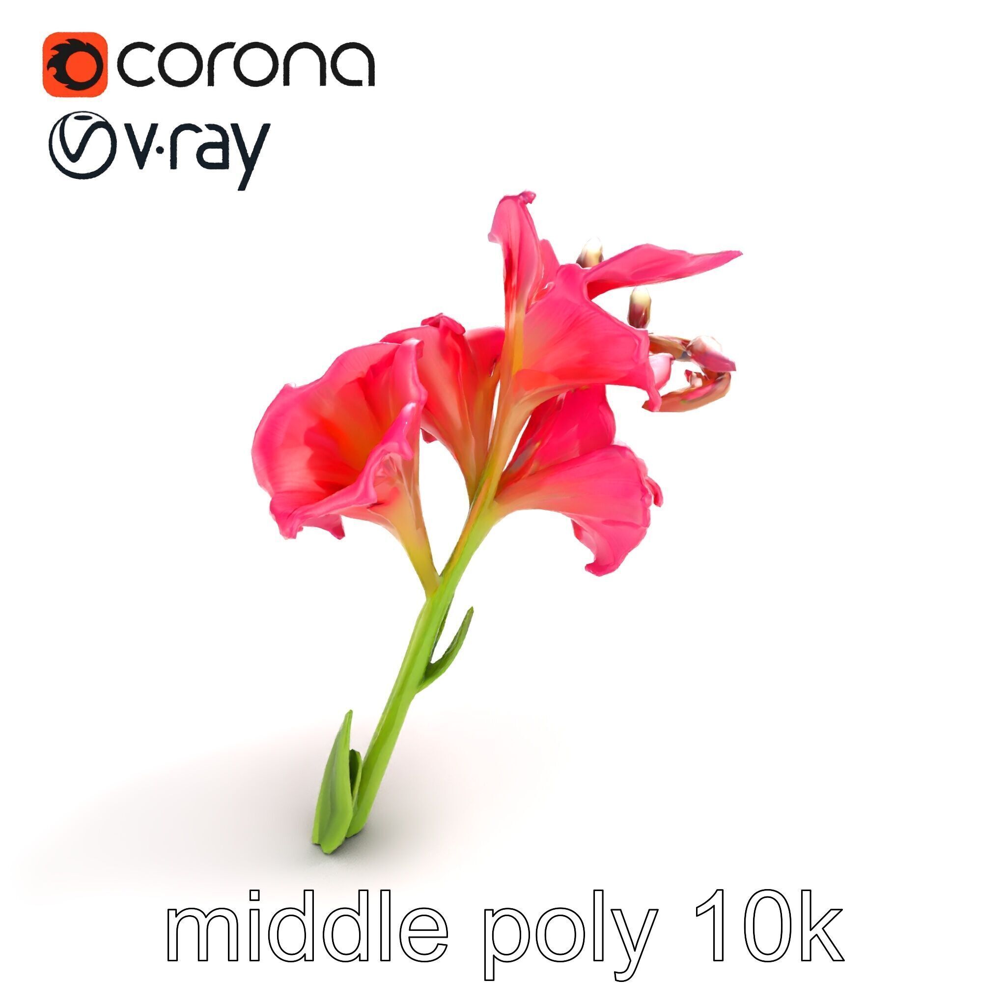Gladiolus Grandiflorus Flora Sculpture model pack Low-poly 3D model_8