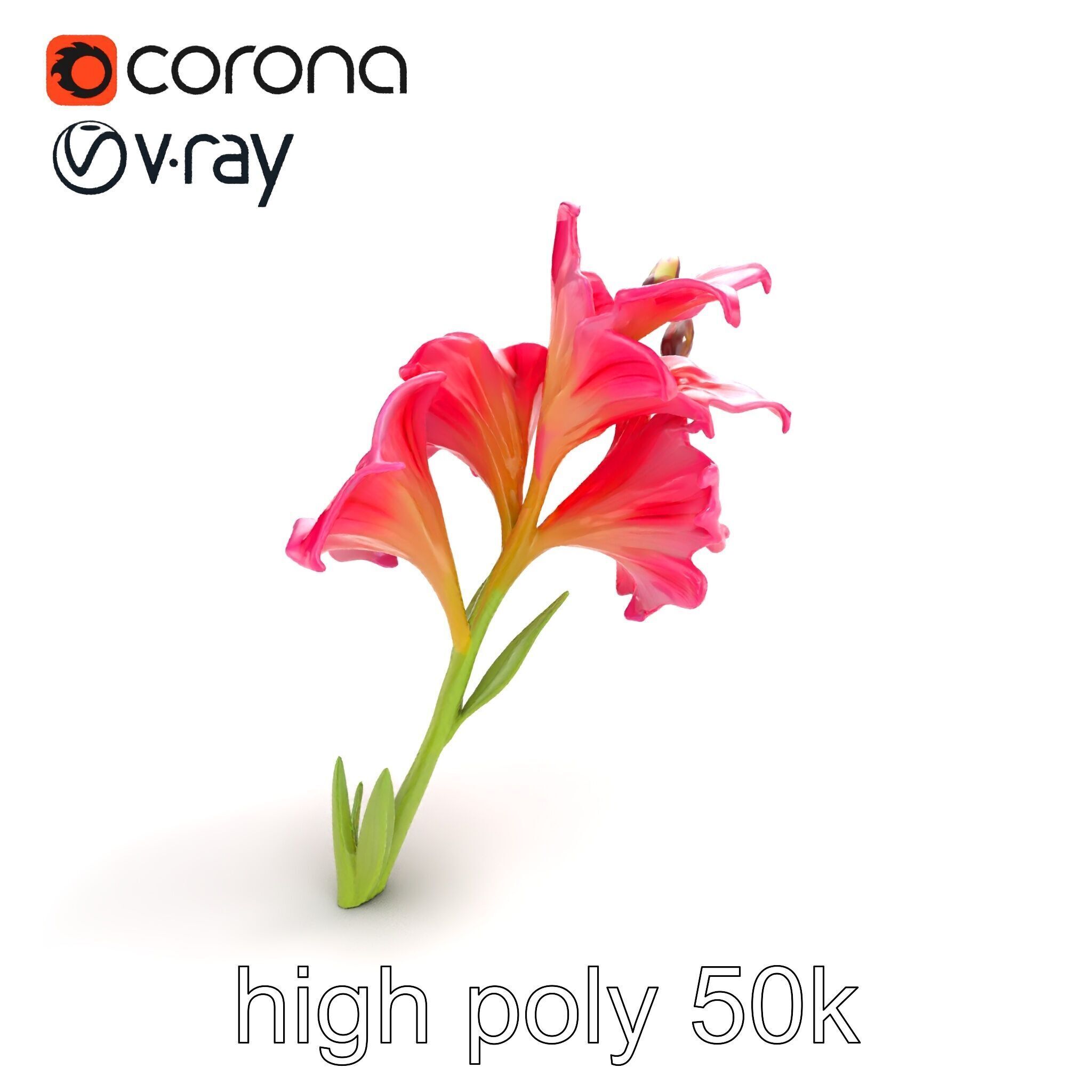 Gladiolus Grandiflorus Flora Sculpture model pack Low-poly 3D model_15