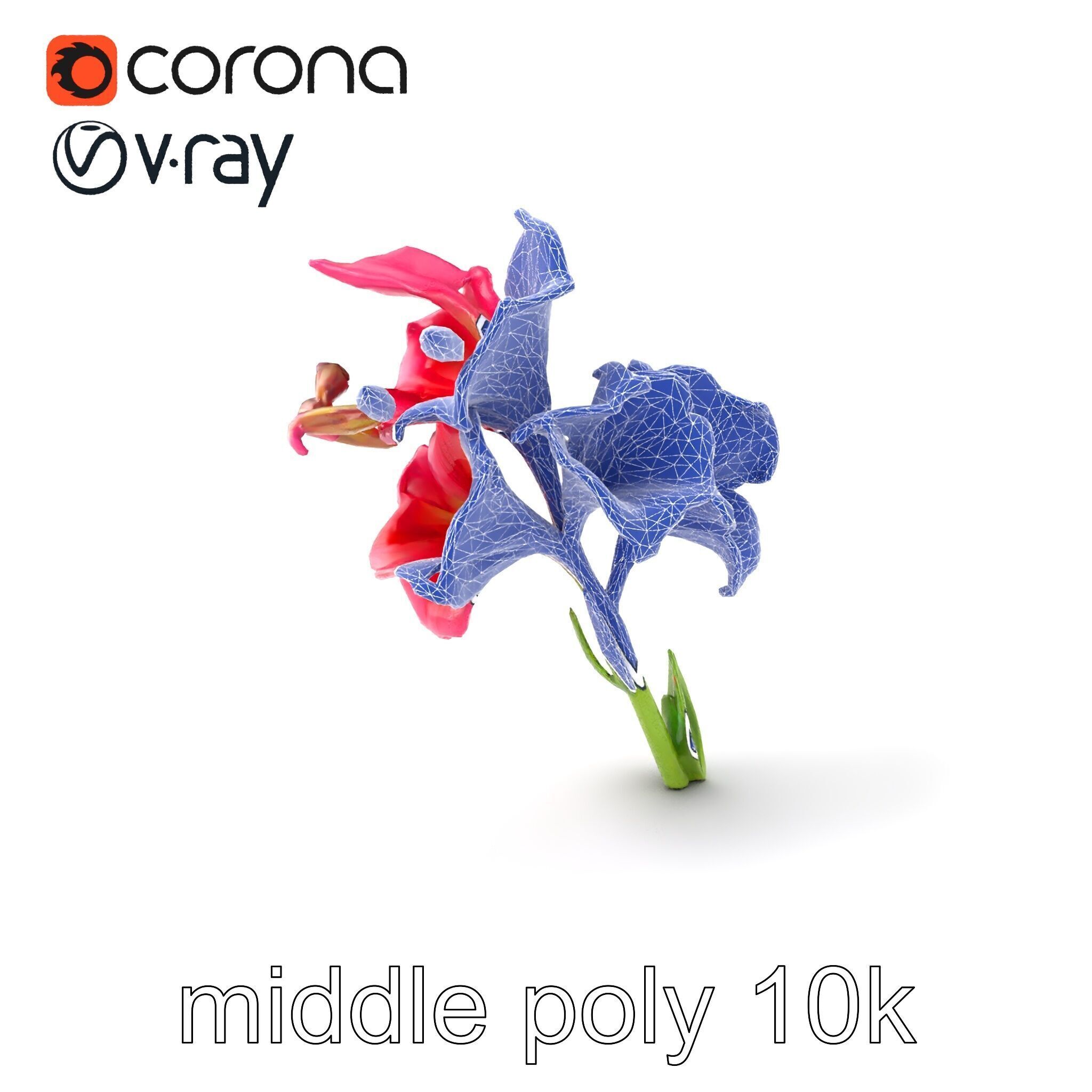 Gladiolus Grandiflorus Flora Sculpture model pack Low-poly 3D model_6