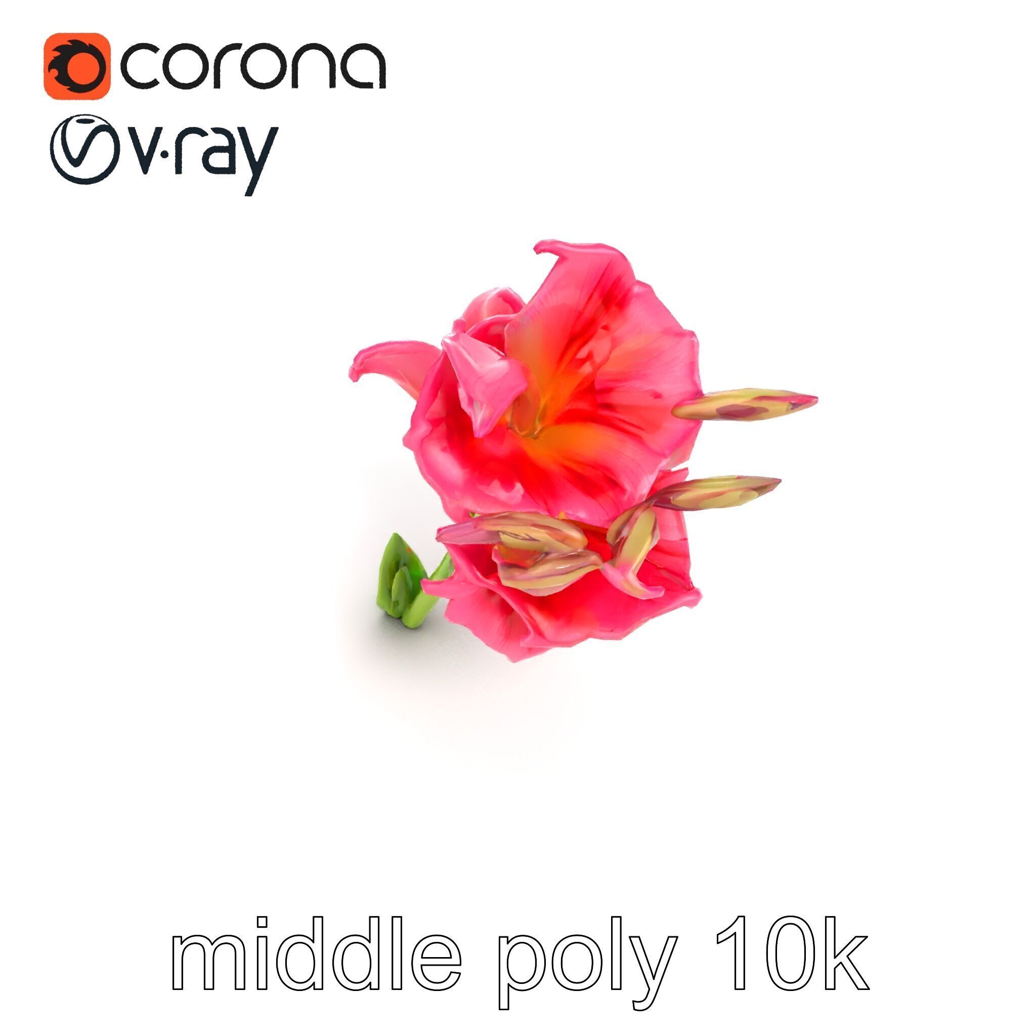 Gladiolus Grandiflorus Flora Sculpture model pack Low-poly 3D model_23