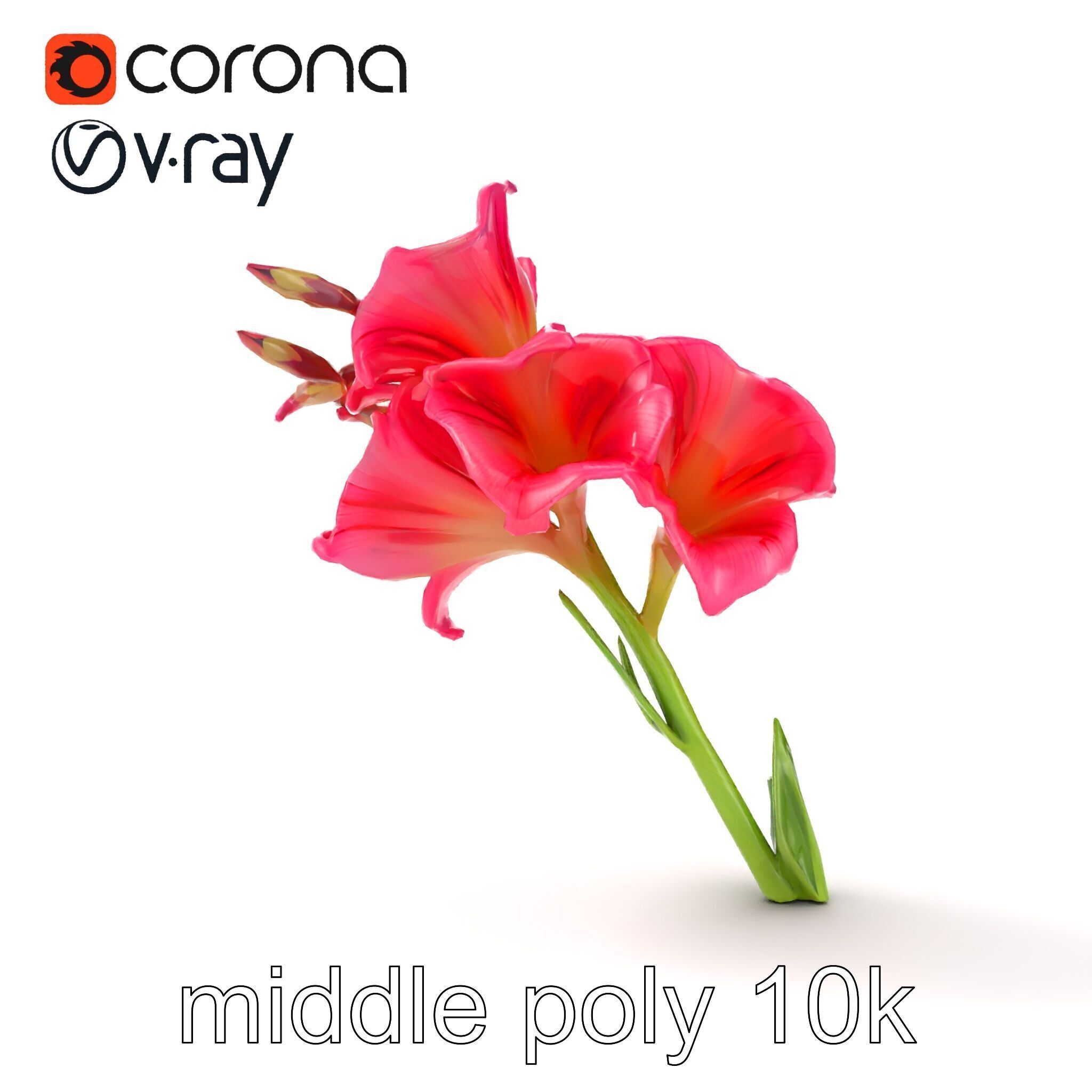 Gladiolus Grandiflorus Flora Sculpture model pack Low-poly 3D model_28