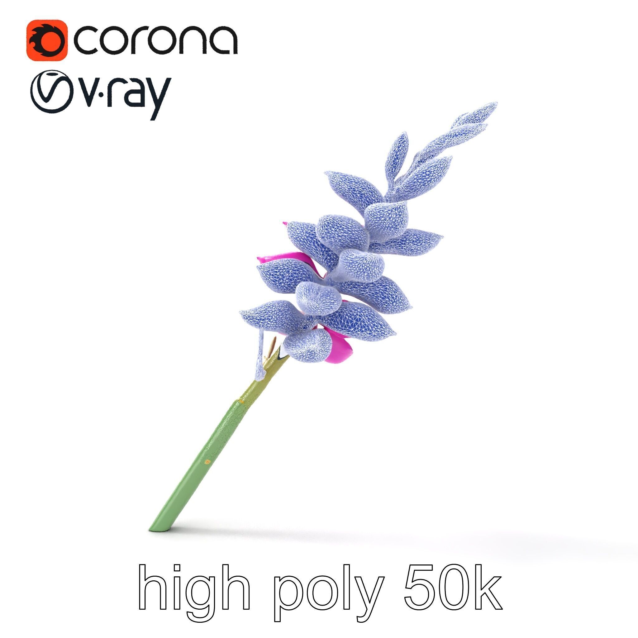 Spear Gladiolus Elegant Flora model pack Low-poly 3D model_18